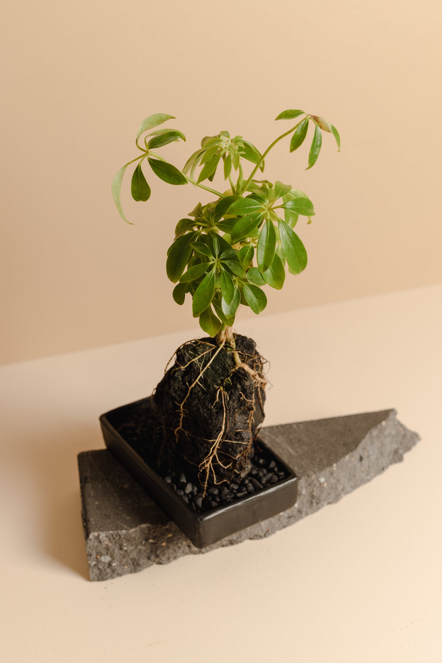 Rock Plant