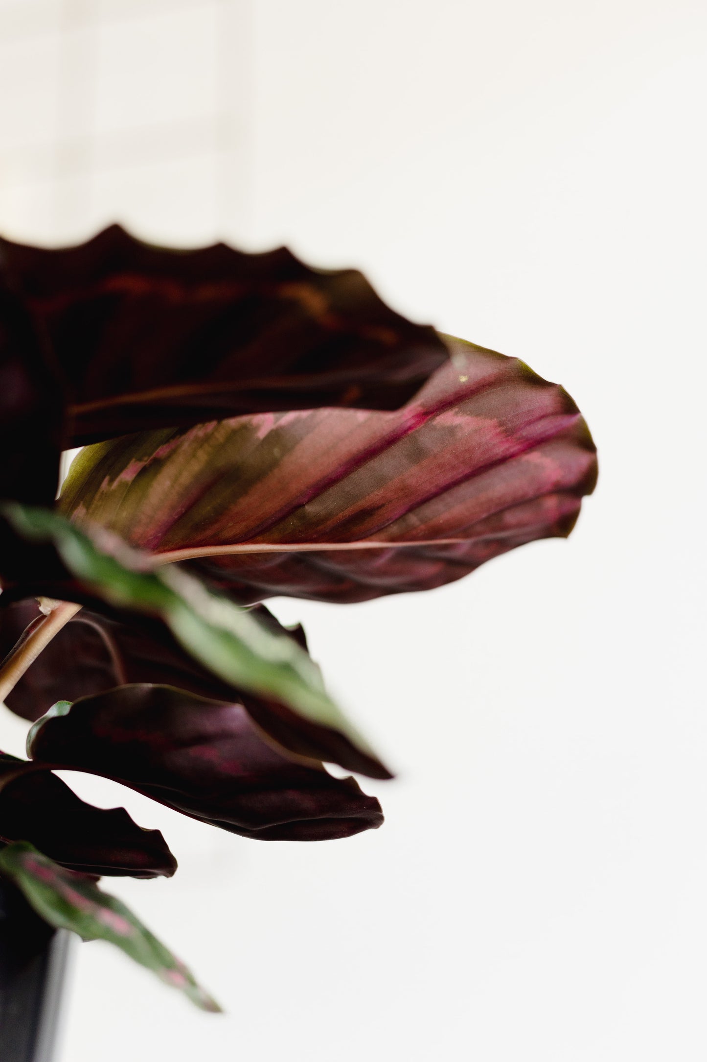 Calathea Medallion (140mm pot size)