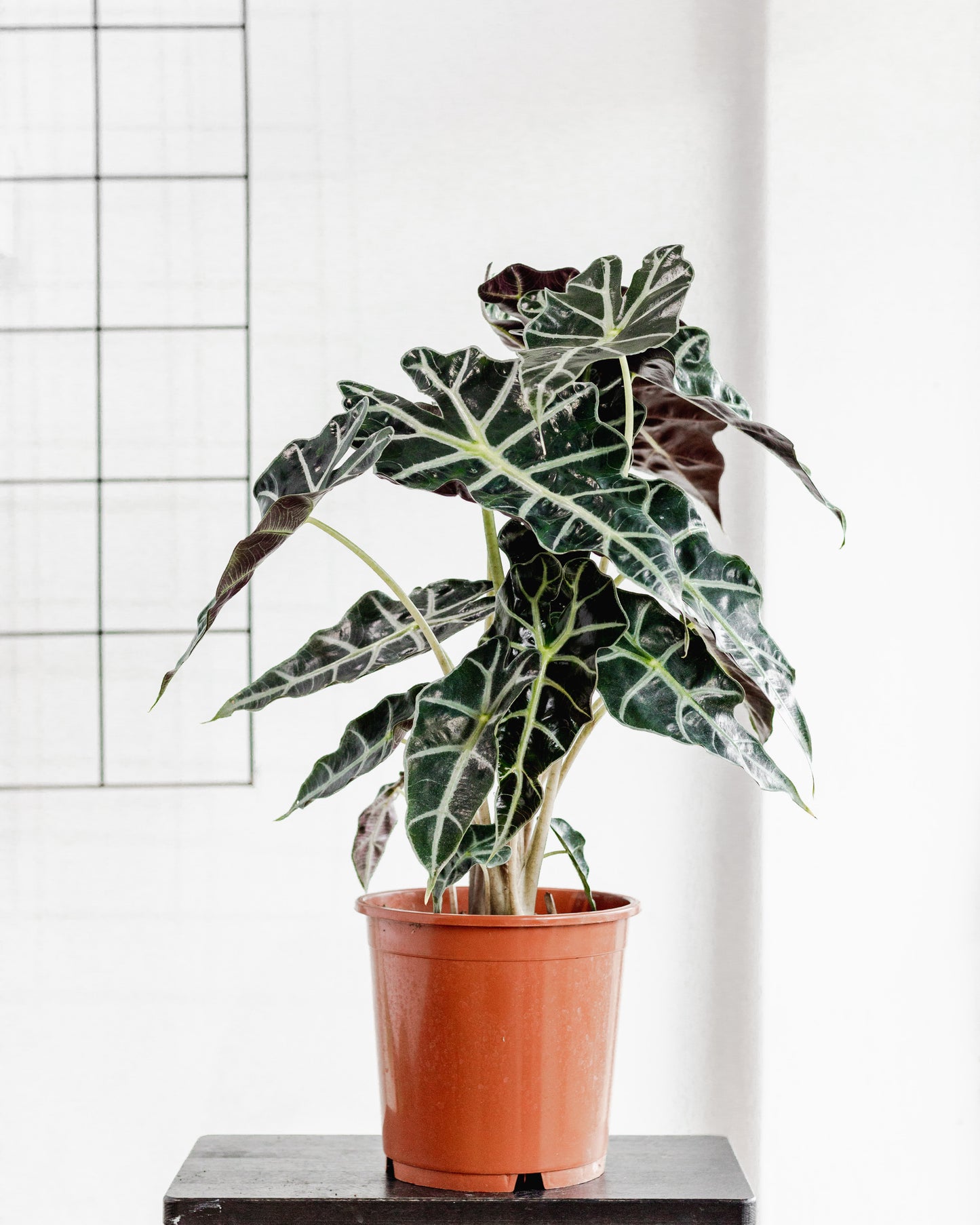 Alocasia Polly (180mm Pot Size)