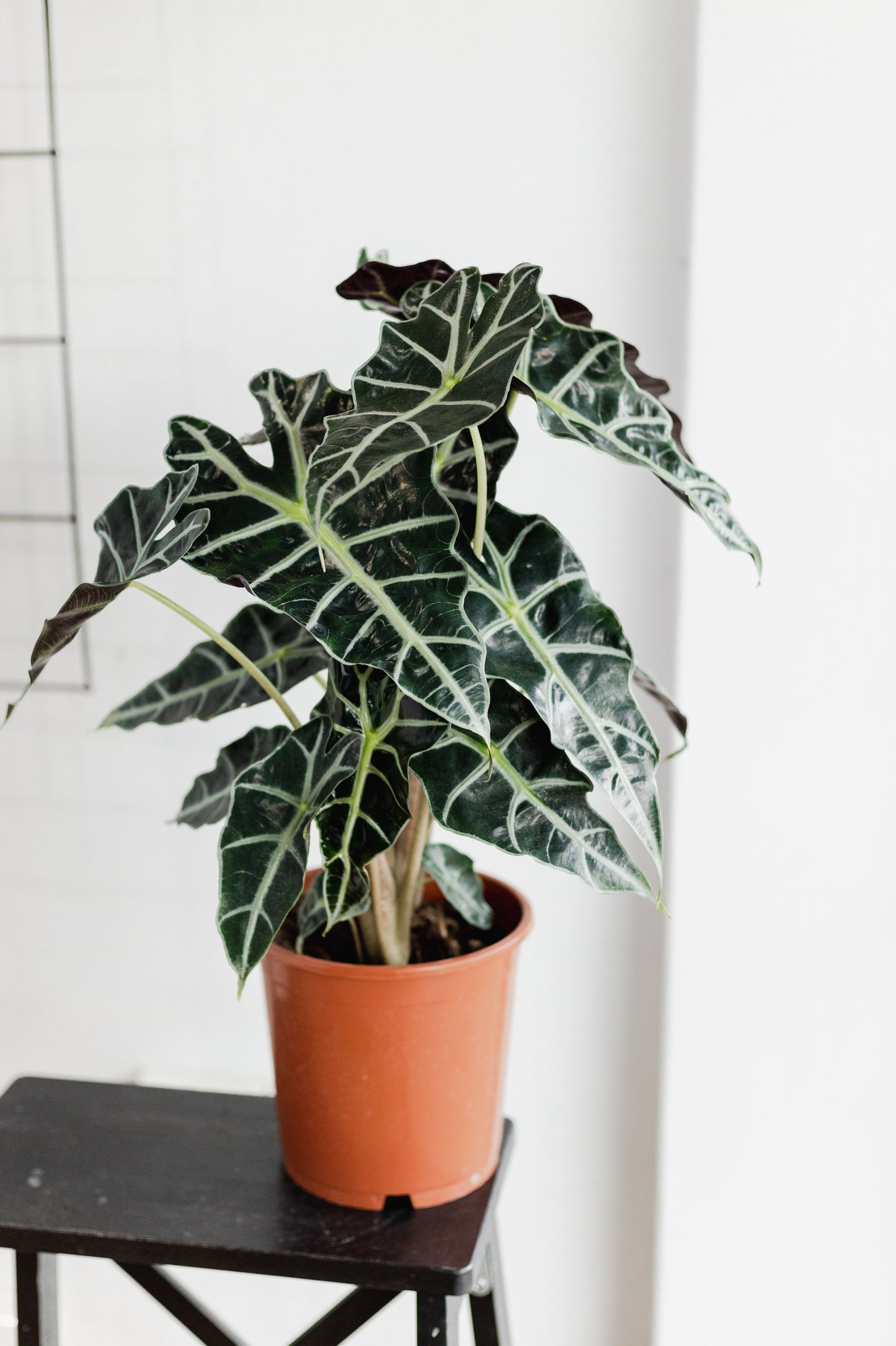 Alocasia Polly (180mm Pot Size)