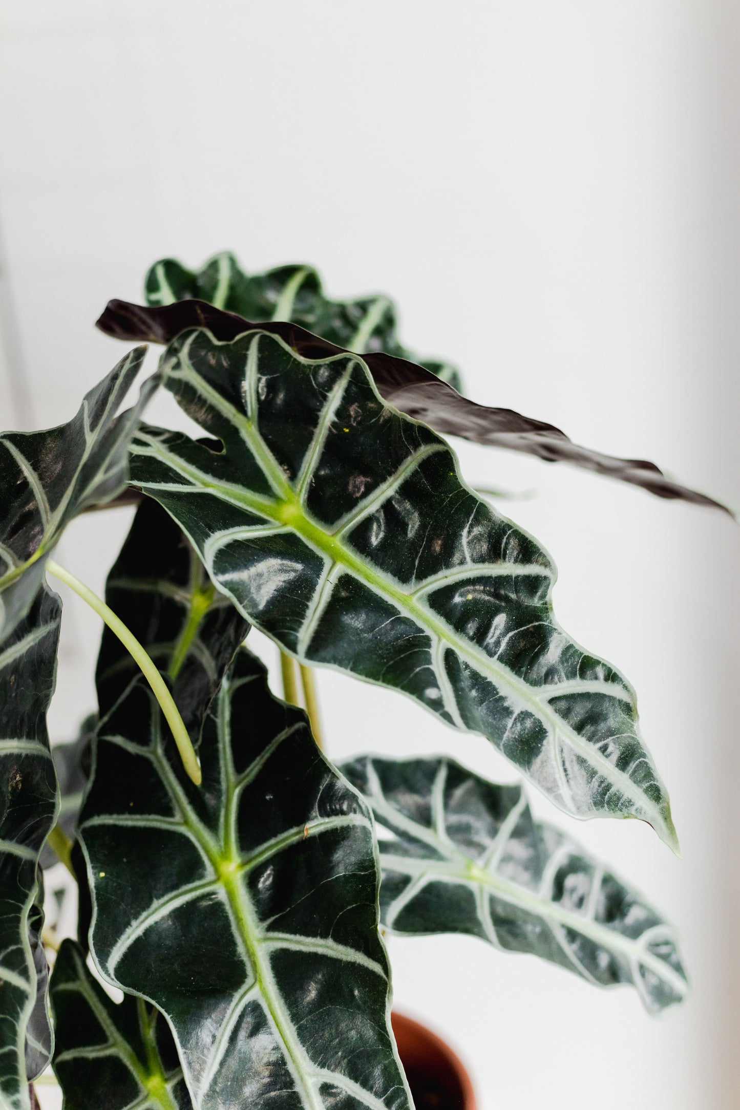 Alocasia Polly (180mm Pot Size)
