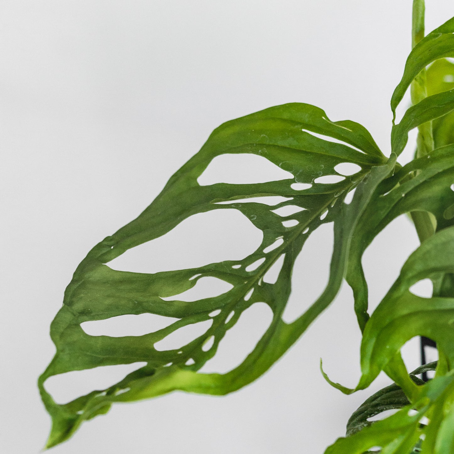 Monstera Adansonii Kokedama