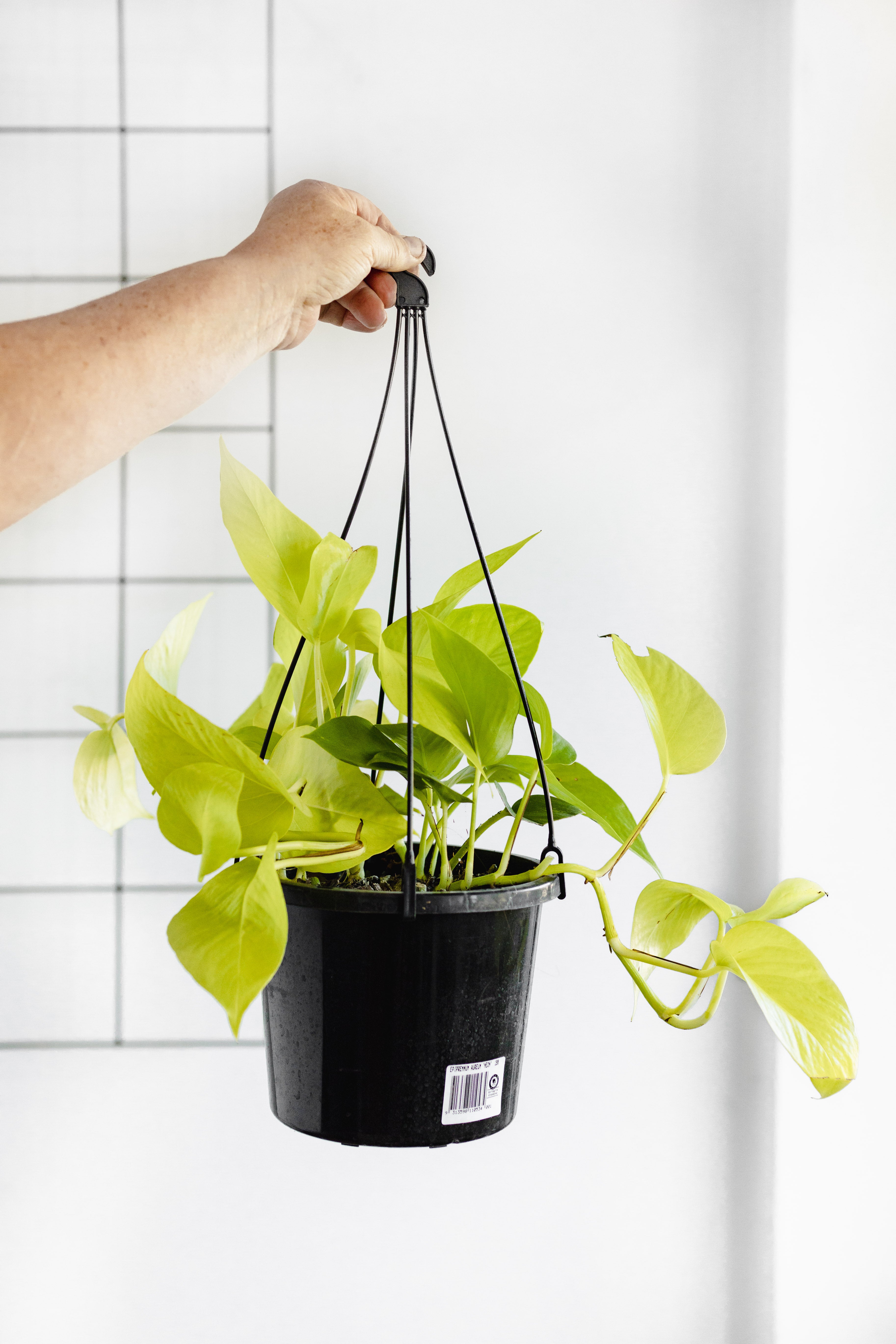 goldilocks pothos Pothos, Goldilocks (hanging pot, 180mm pot) – Little Fox Lane