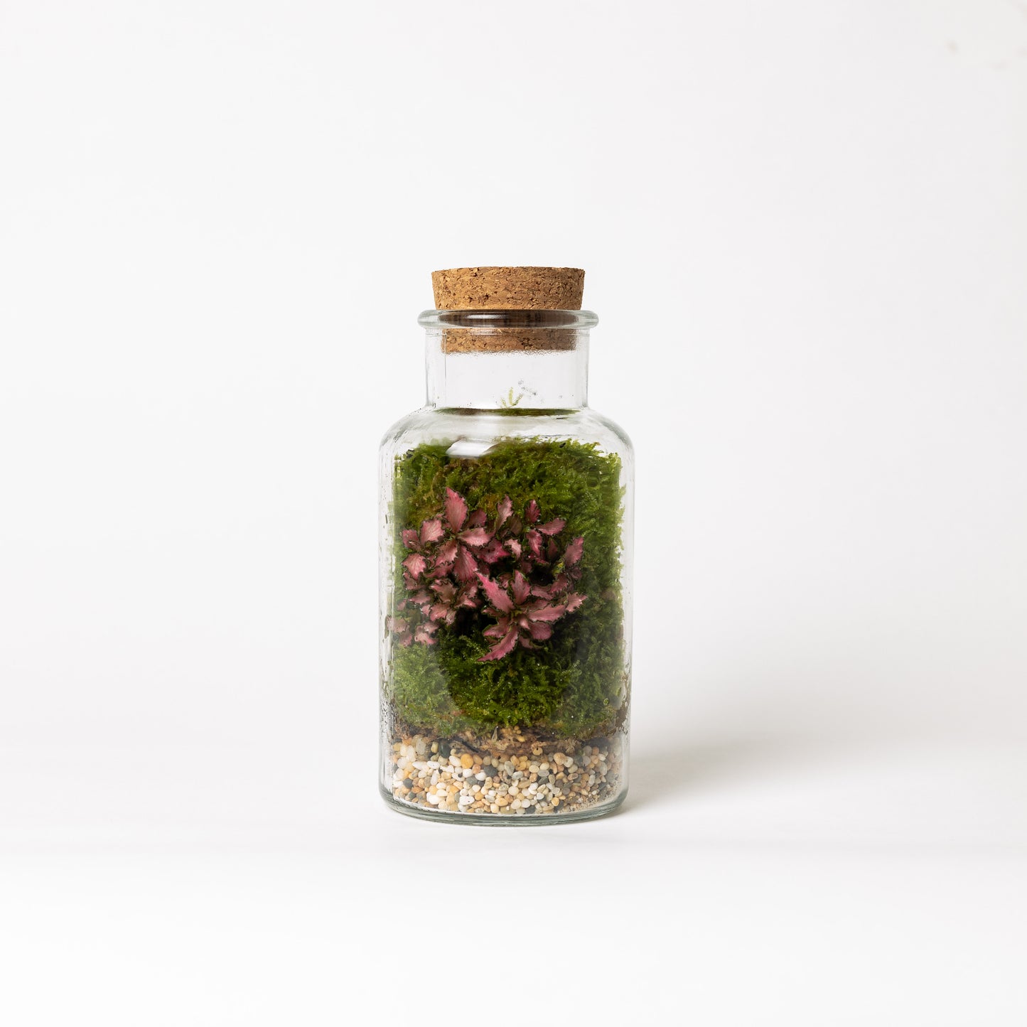 Mini Terrarium (fittonia)