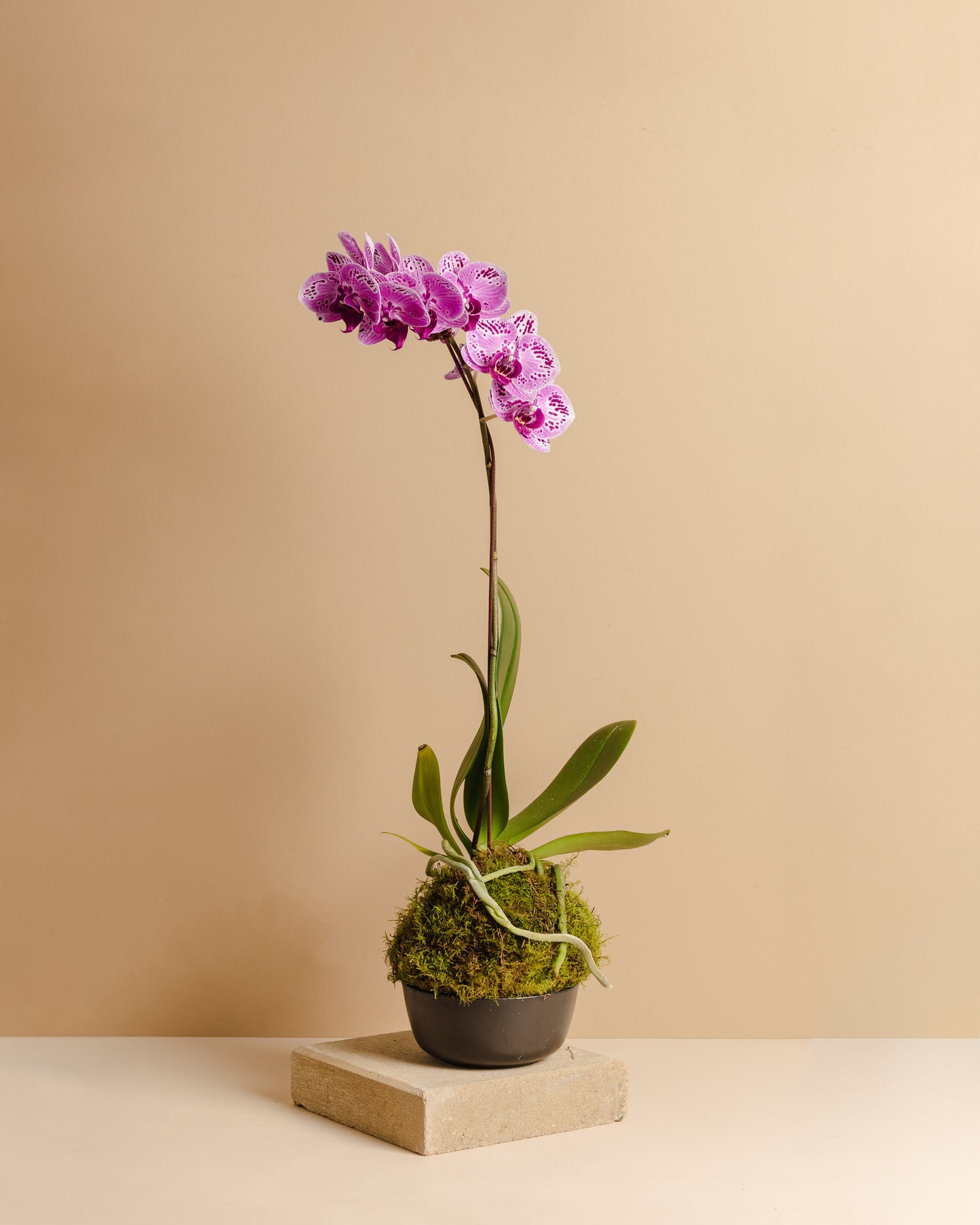 Orchid Mossball Kokedama