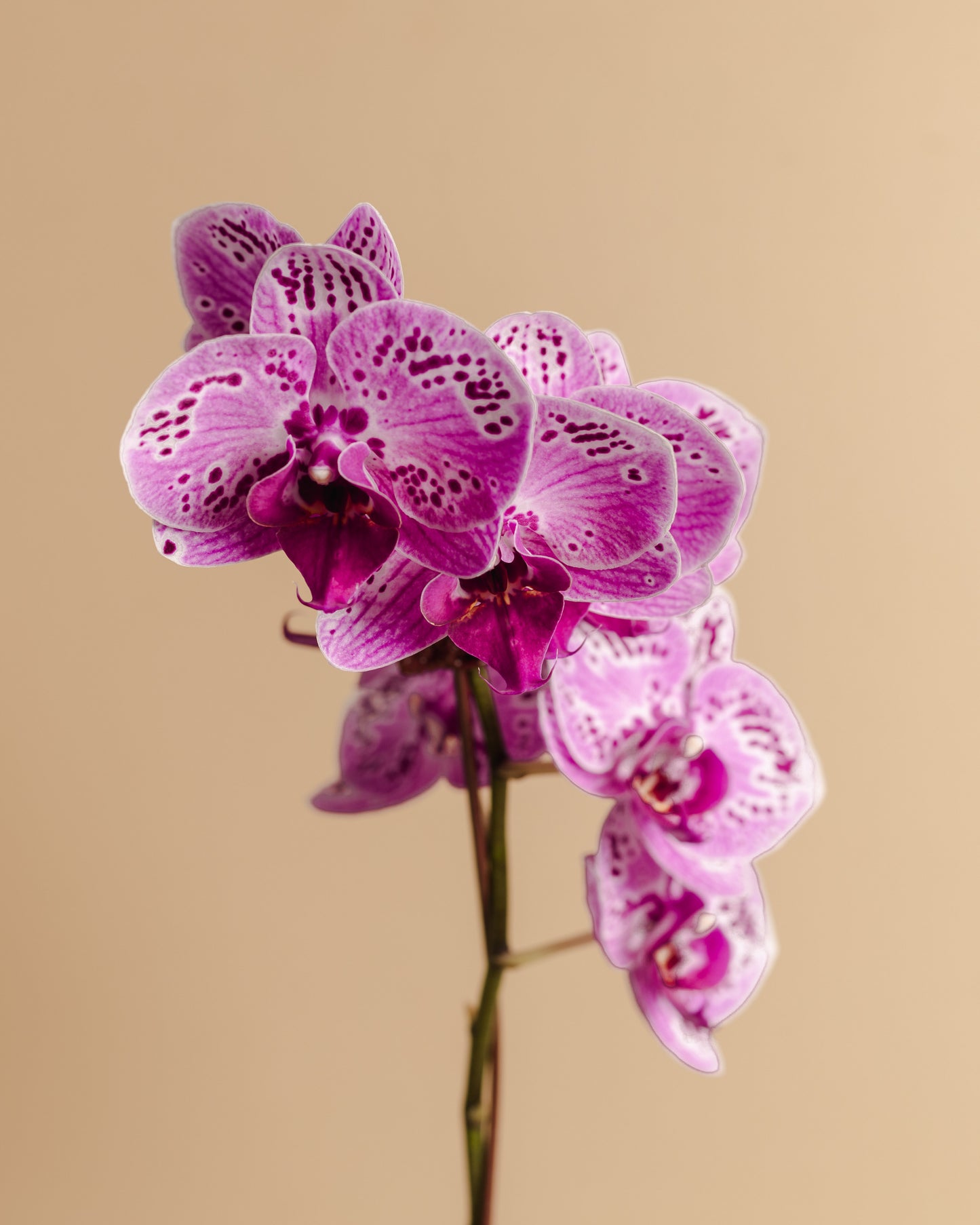 Orchid Mossball Kokedama