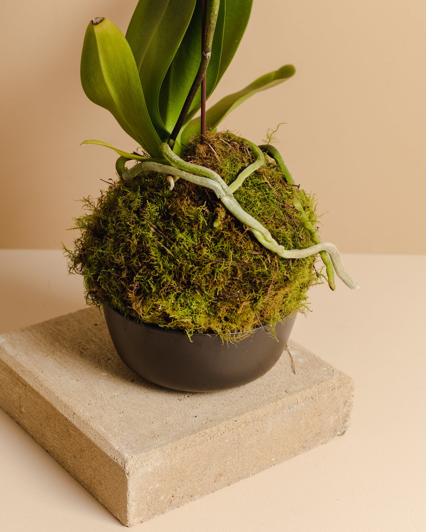 Orchid Mossball Kokedama