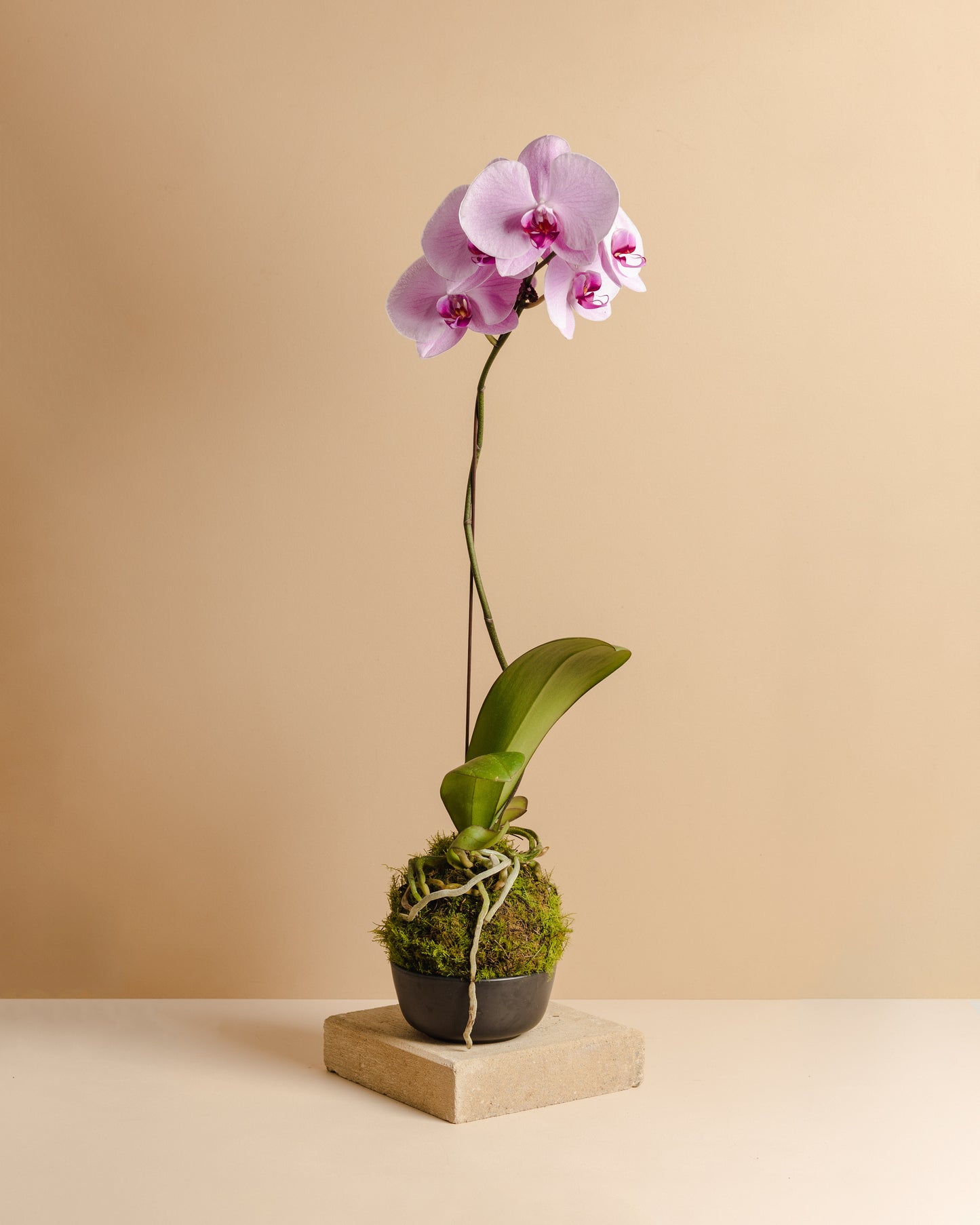 Orchid Mossball Kokedama