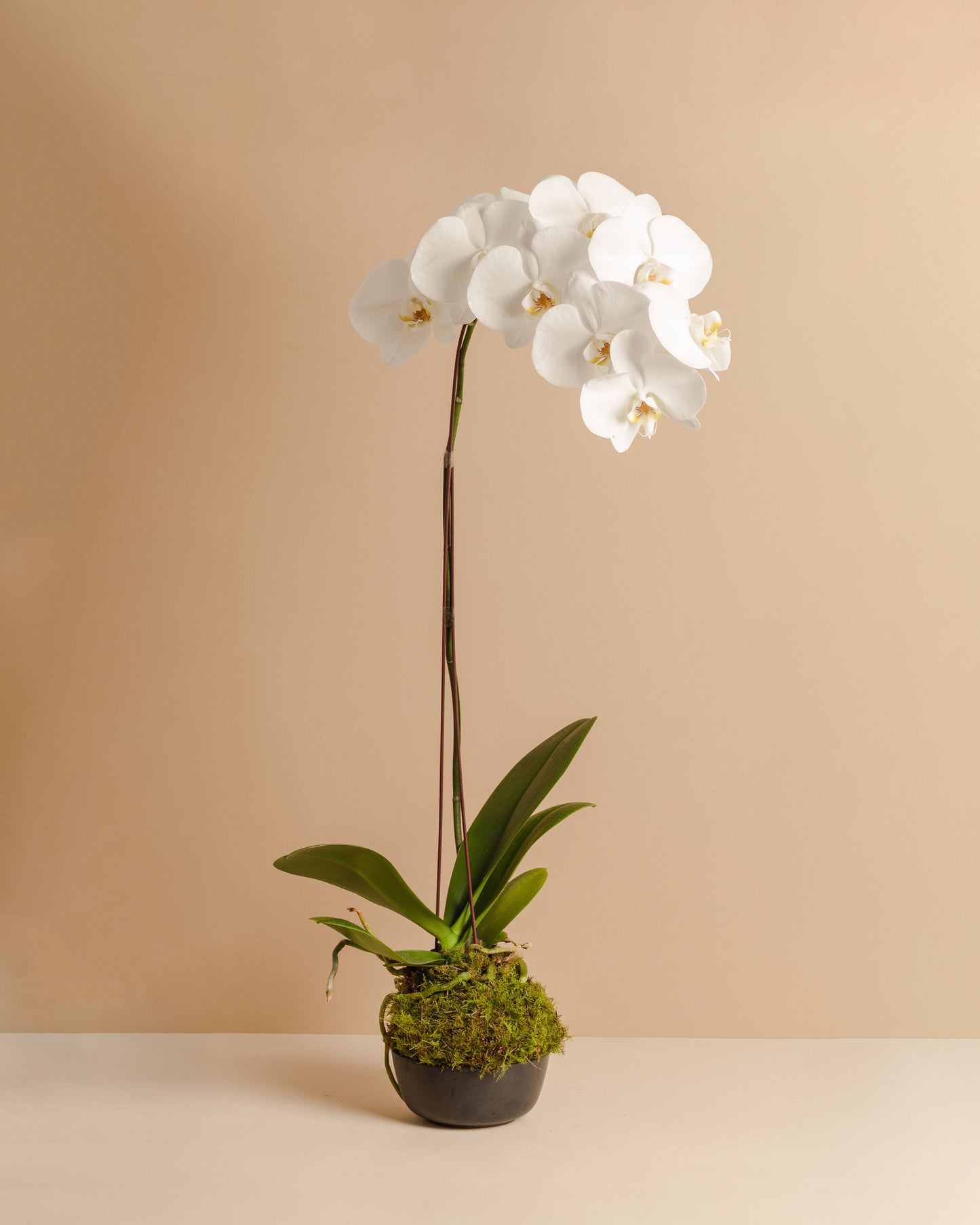 Orchid Mossball Kokedama