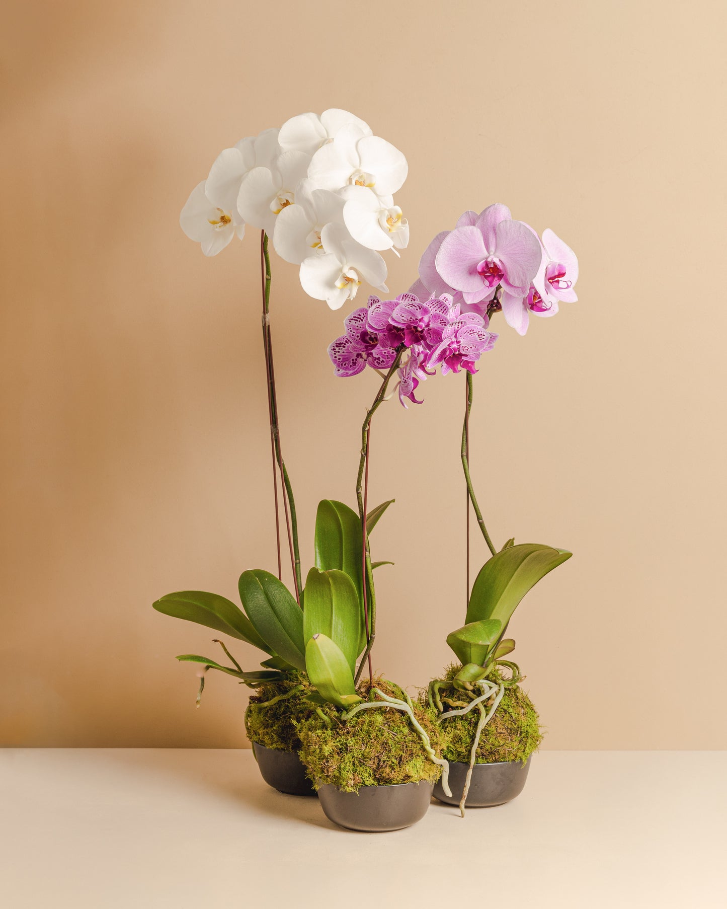 Orchid Mossball Kokedama