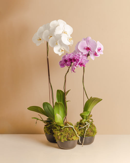 Orchid Mossball Kokedama