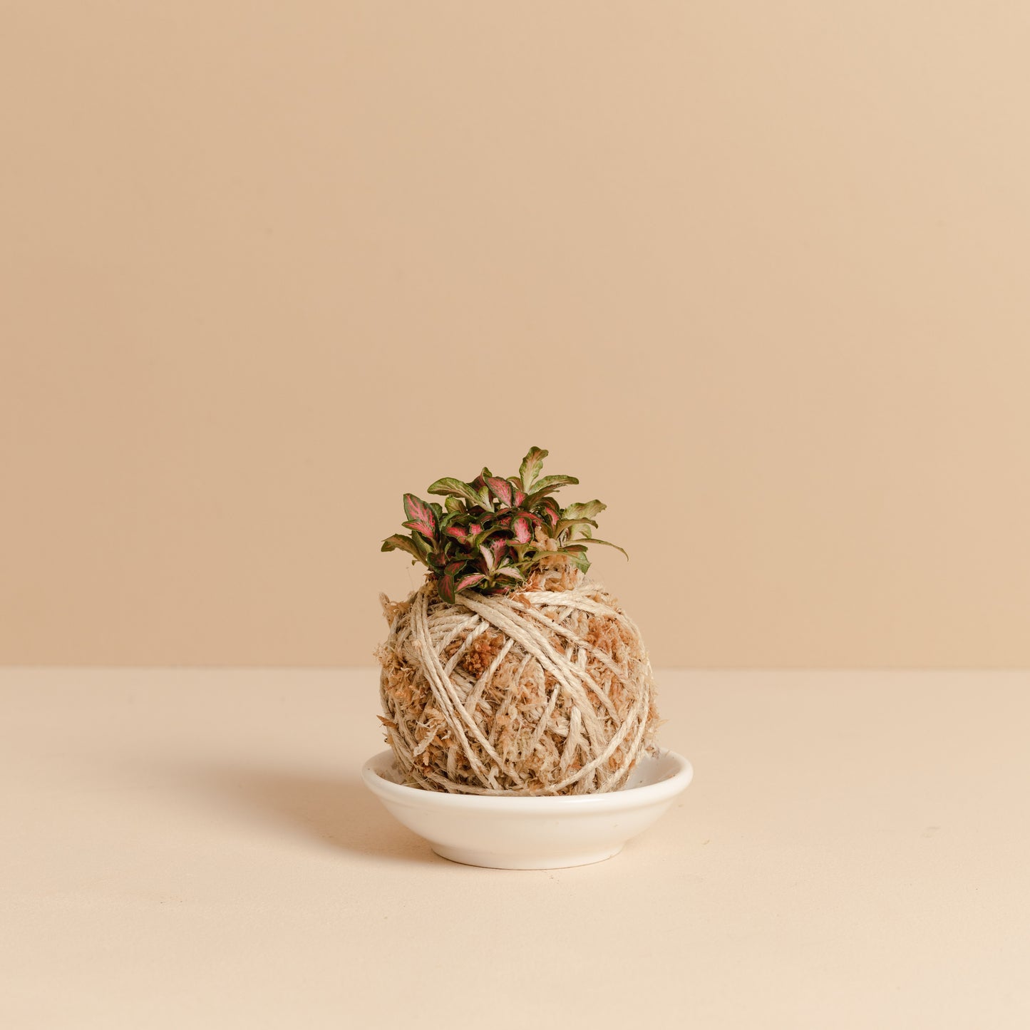 Fittonia Mini Kokedama