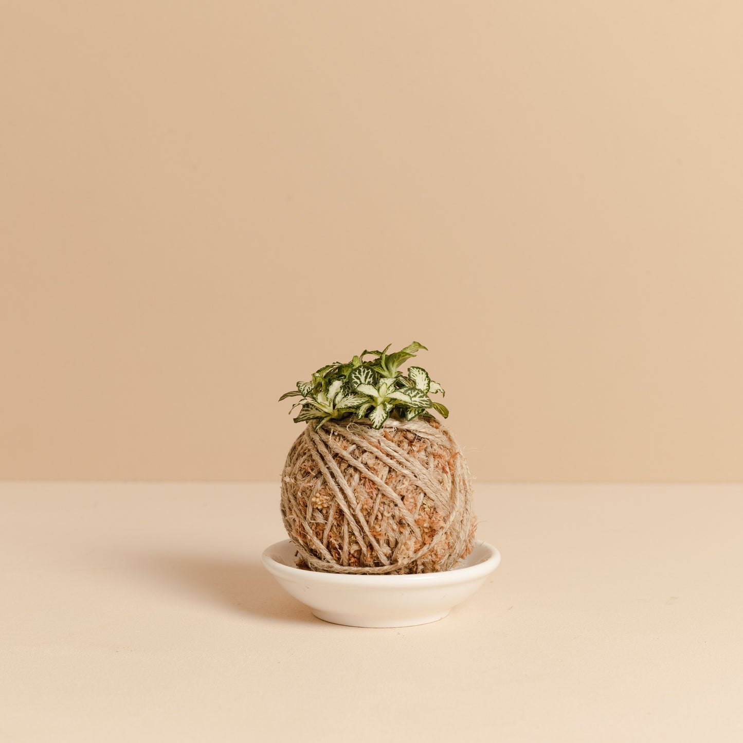 Fittonia Mini Kokedama