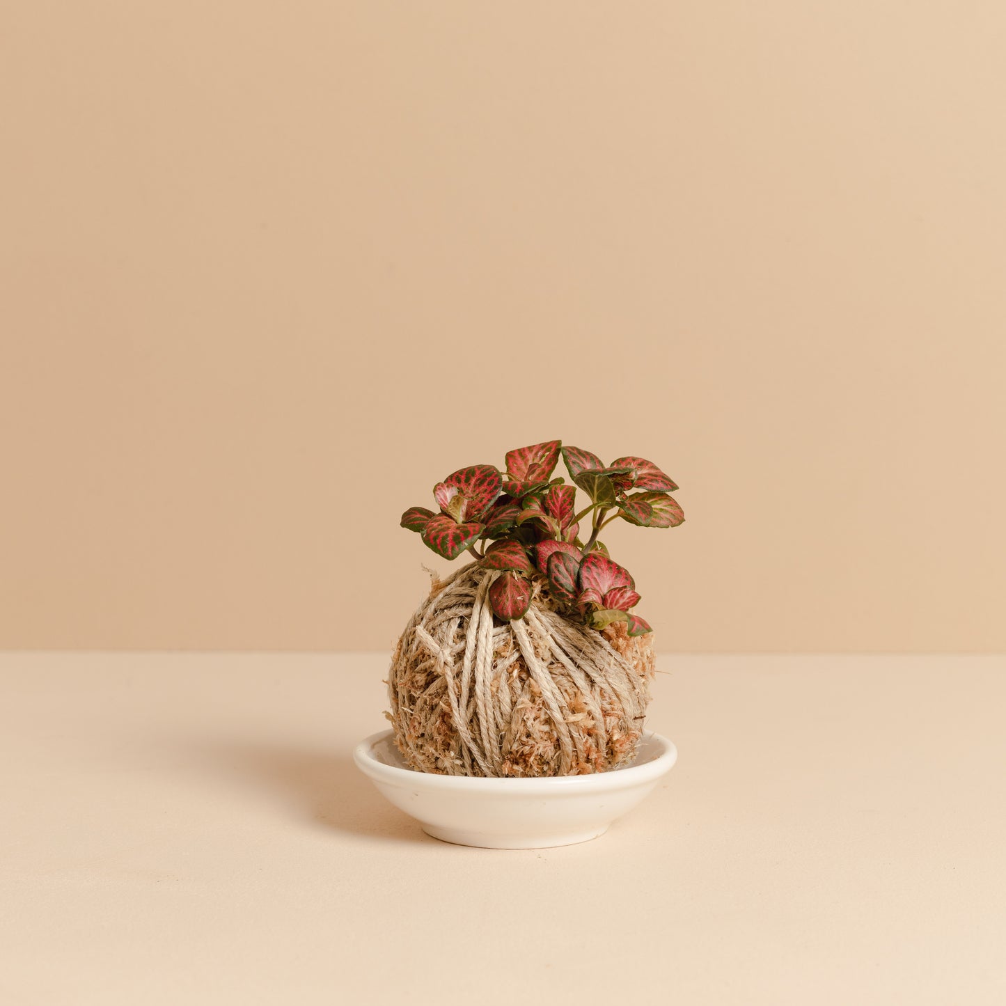 Fittonia Mini Kokedama