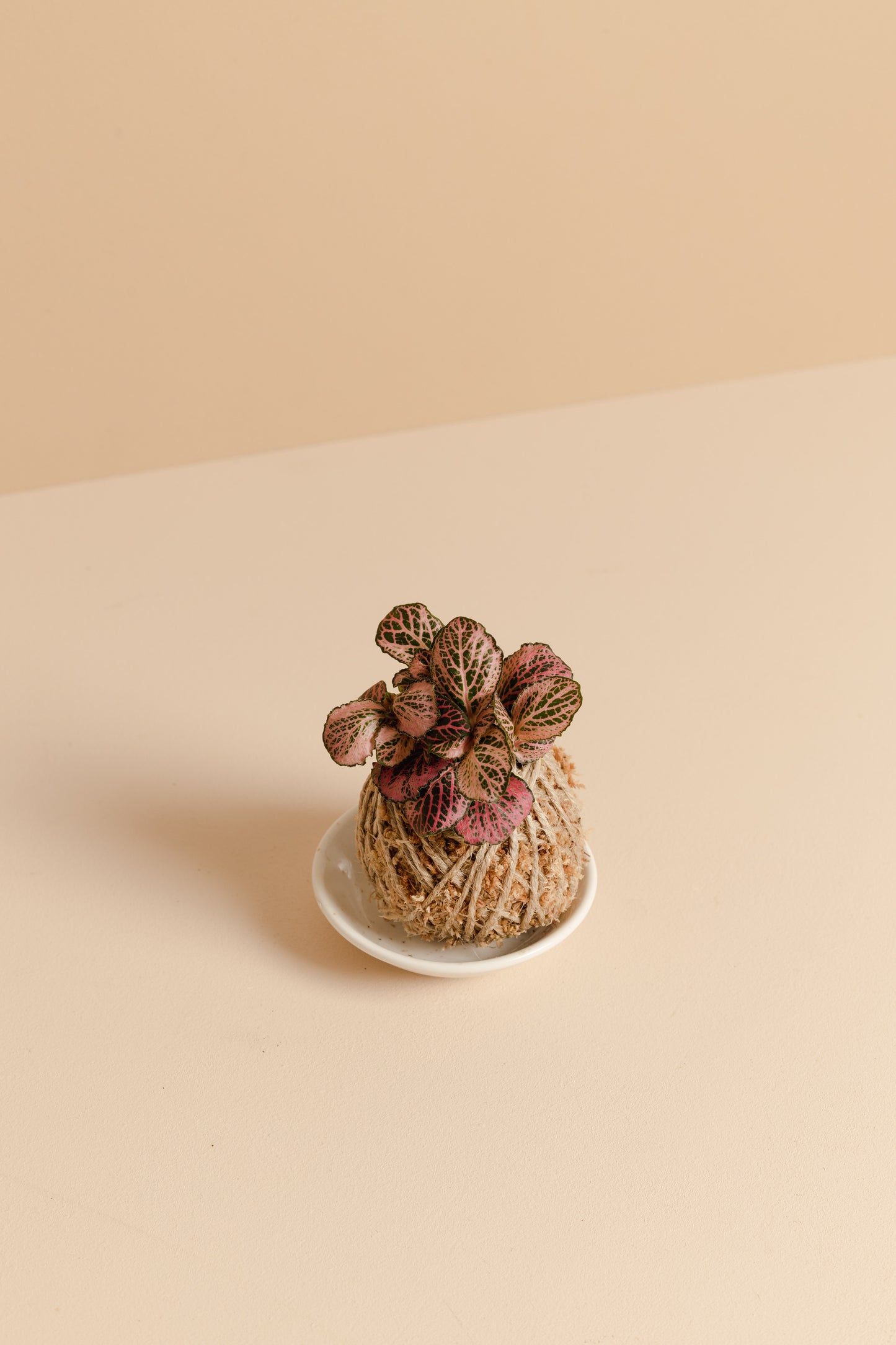 Fittonia Mini Kokedama