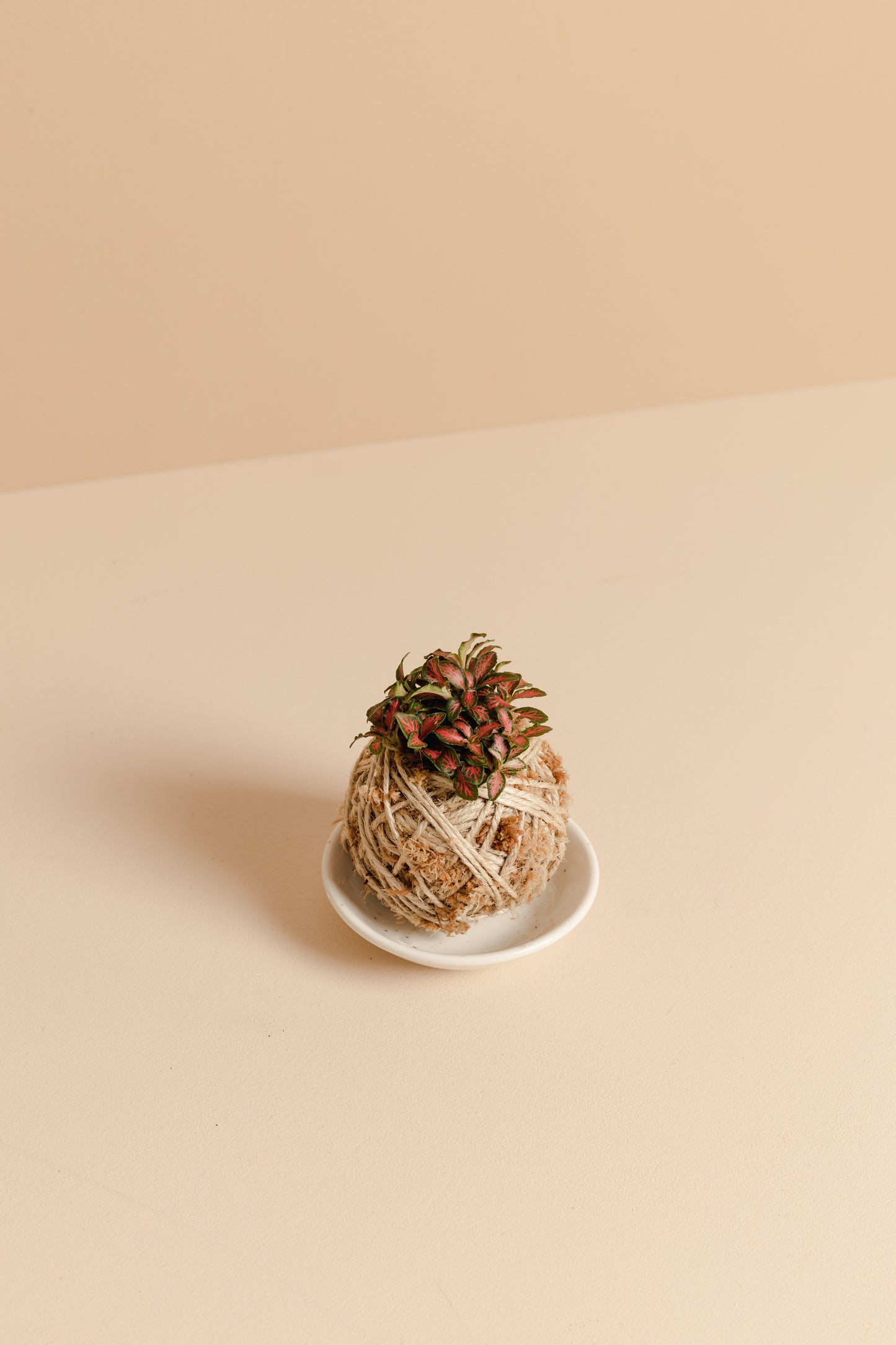 Fittonia Mini Kokedama