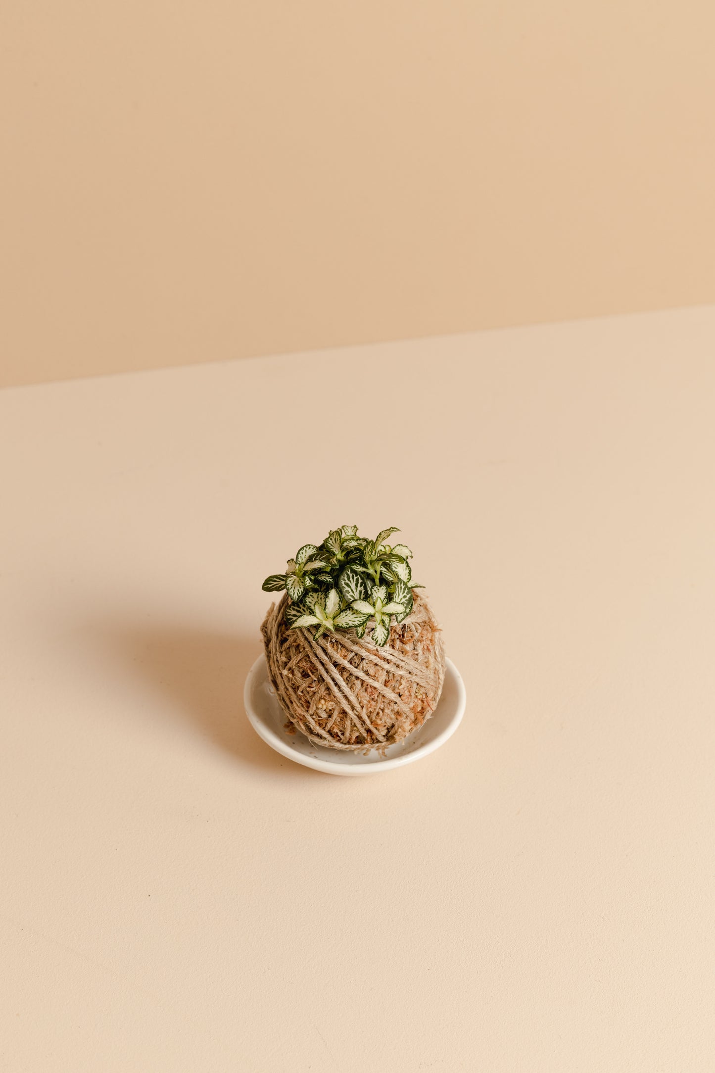 Fittonia Mini Kokedama