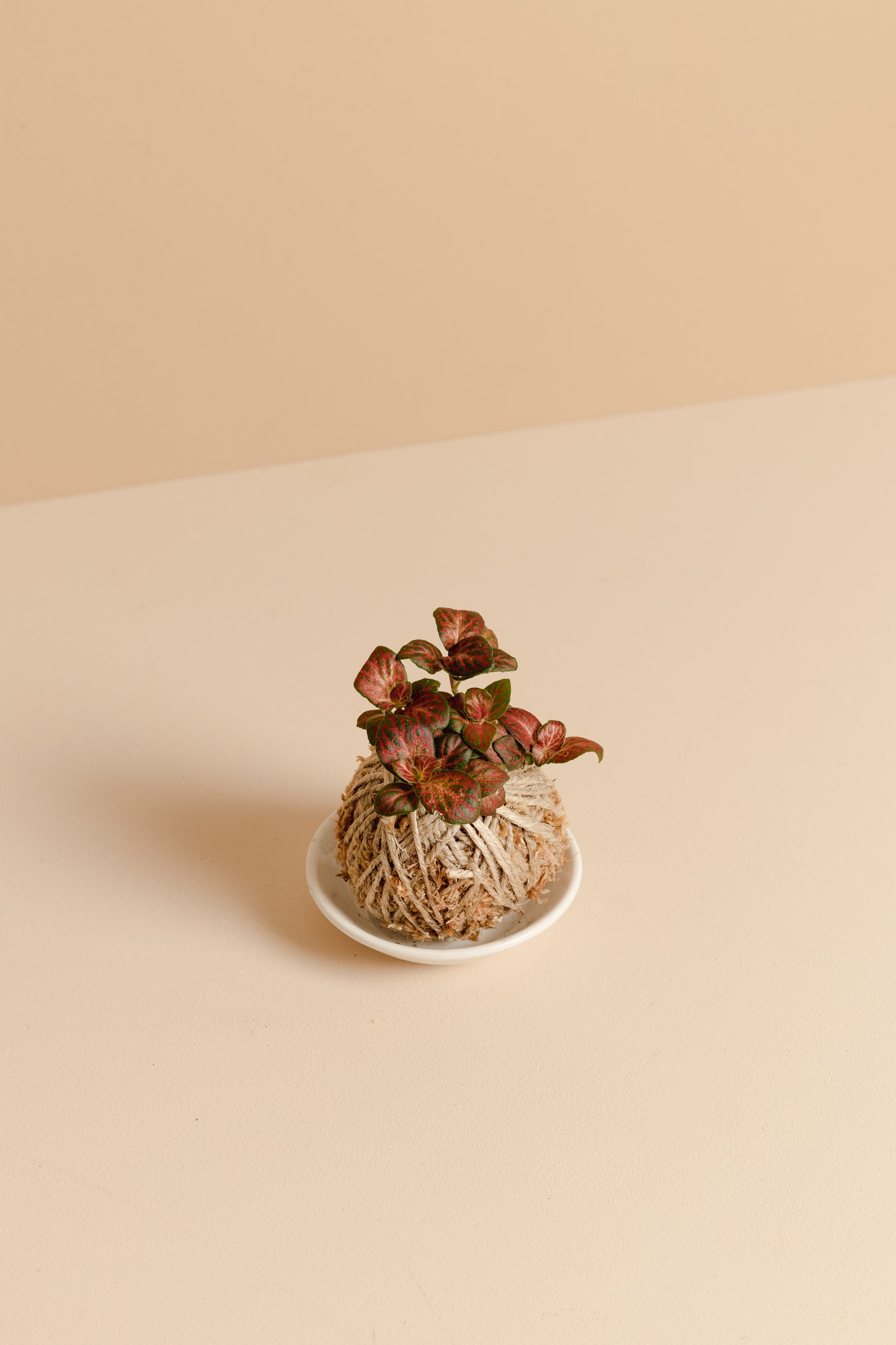 Fittonia Mini Kokedama