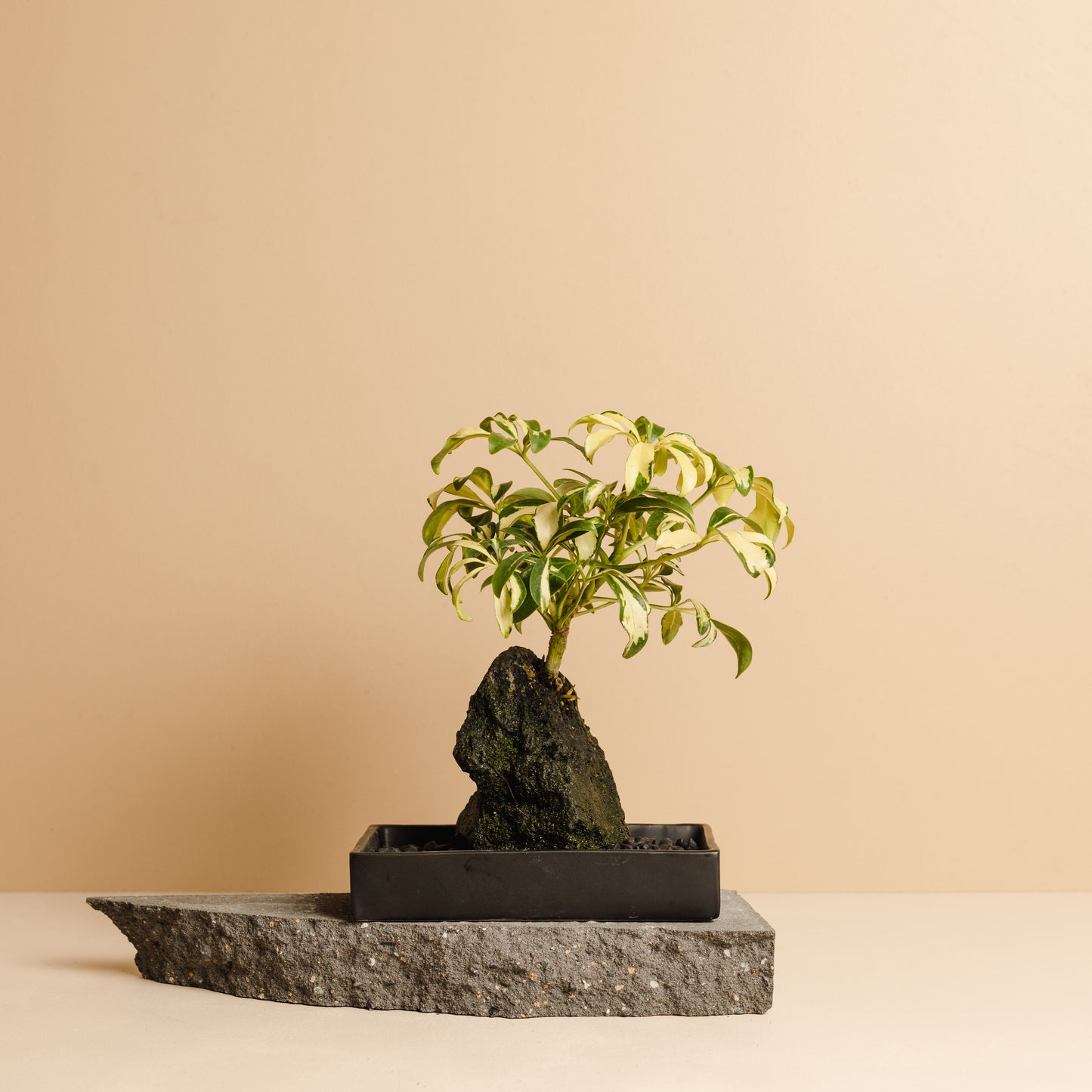 Rock Plant