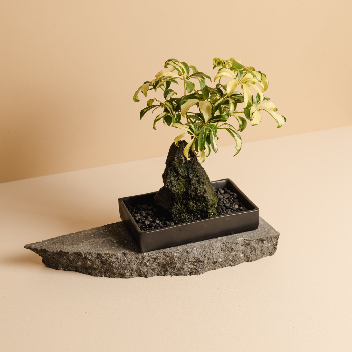 Rock Plant