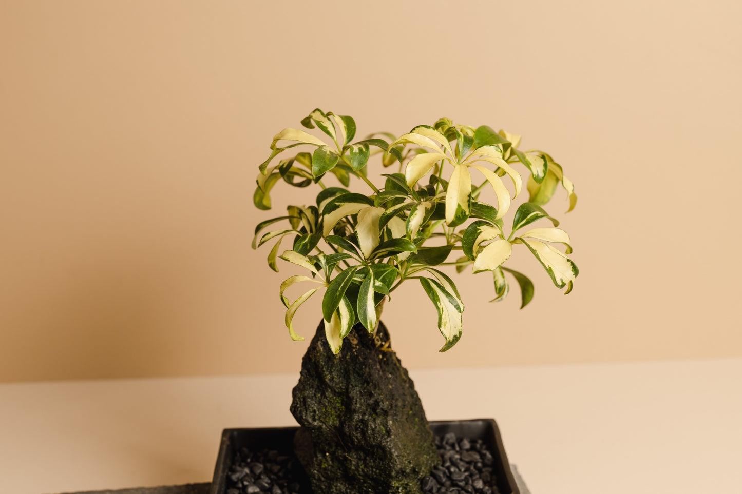 Rock Plant
