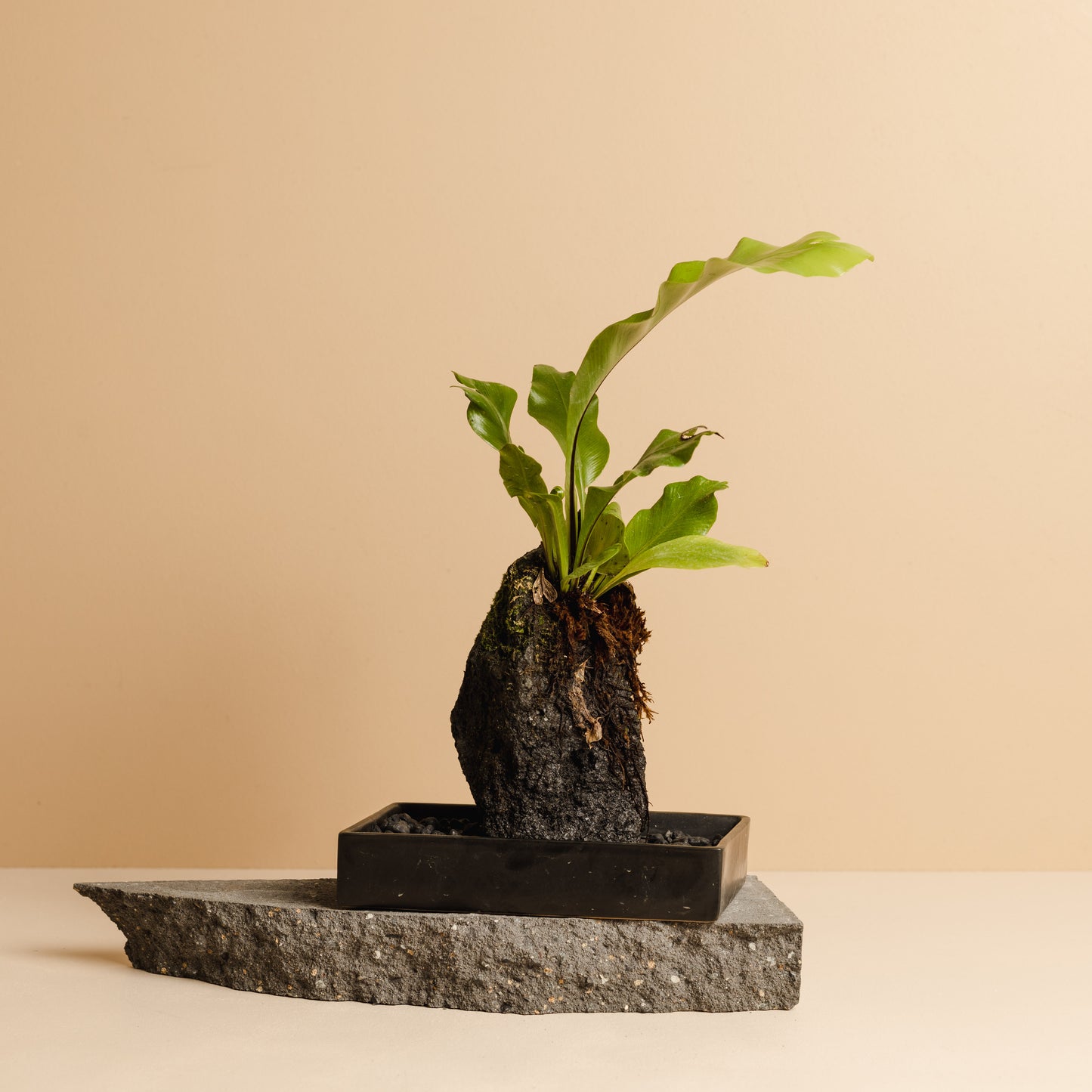 Rock Plant