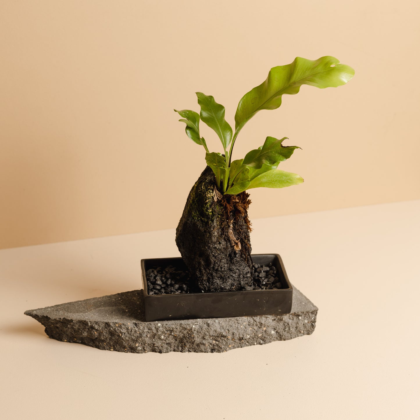 Rock Plant