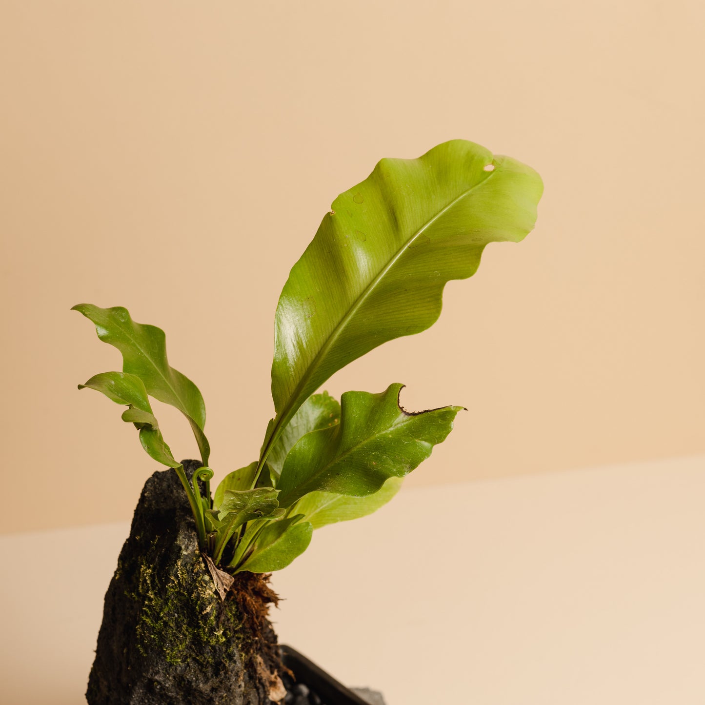 Rock Plant