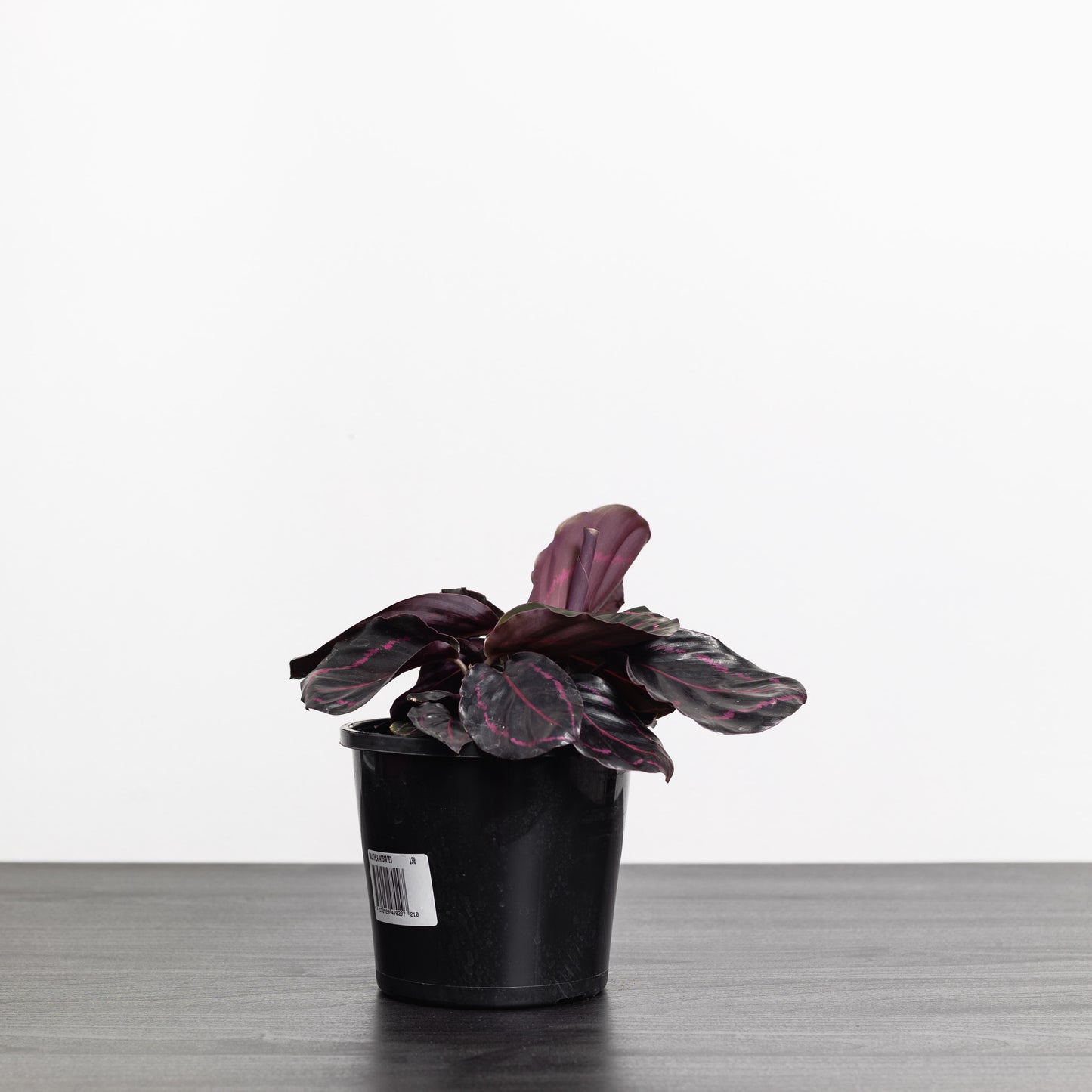 Calathea Dottie (130mm Pot Size)