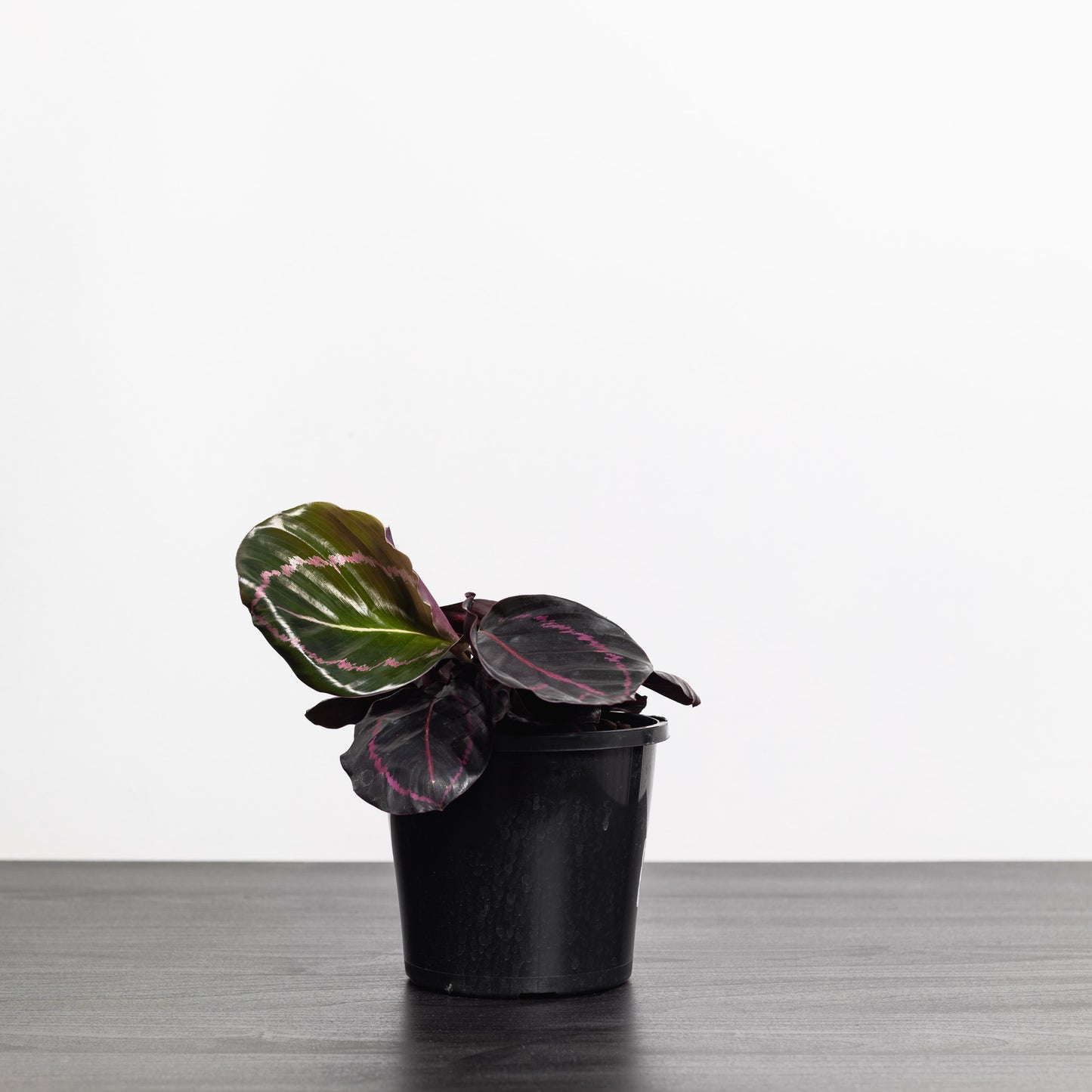 Calathea Dottie (130mm Pot Size)