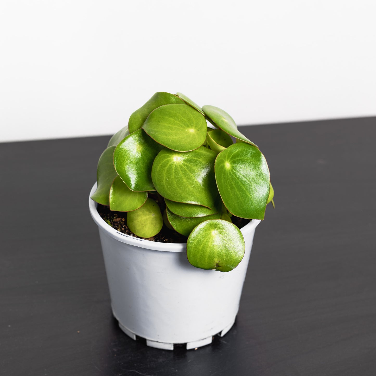 Peperomia Raindrop (140mm Pot Size)