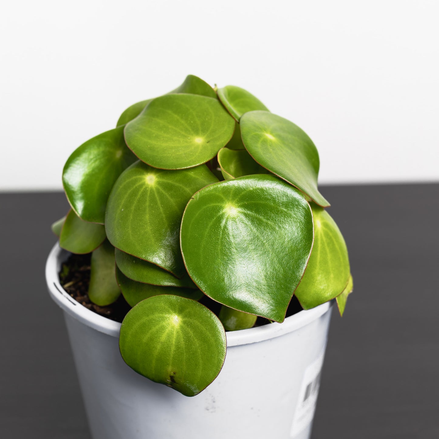 Peperomia Raindrop (140mm Pot Size)