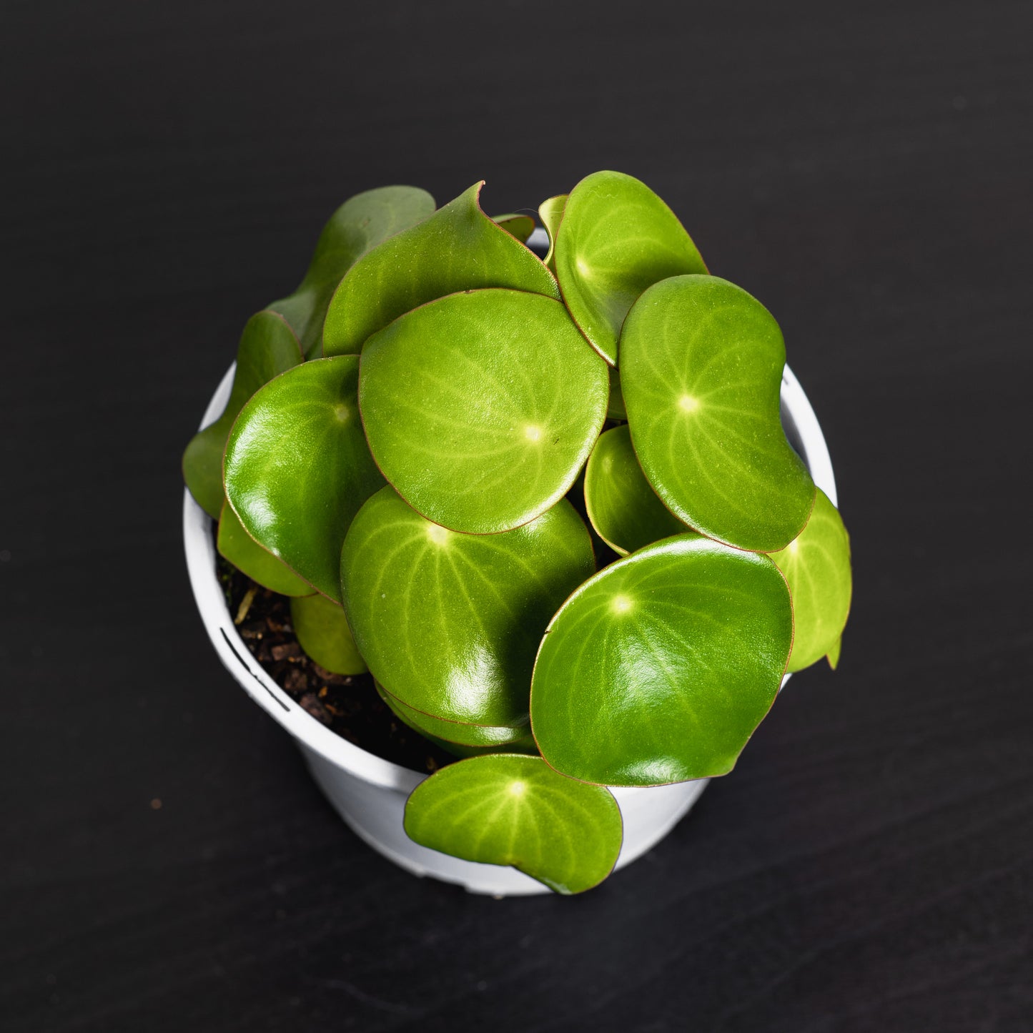 Peperomia Raindrop (140mm Pot Size)