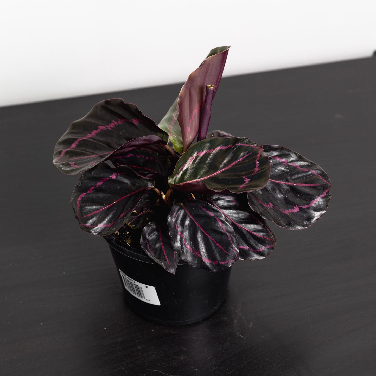 Calathea Dottie (130mm Pot Size)