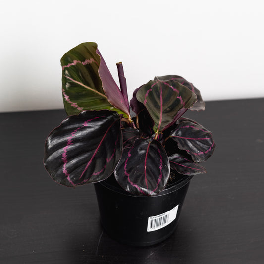 Calathea Dottie (130mm Pot Size)