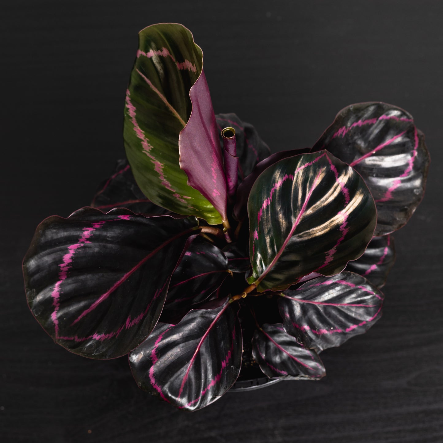 Calathea Dottie (130mm Pot Size)