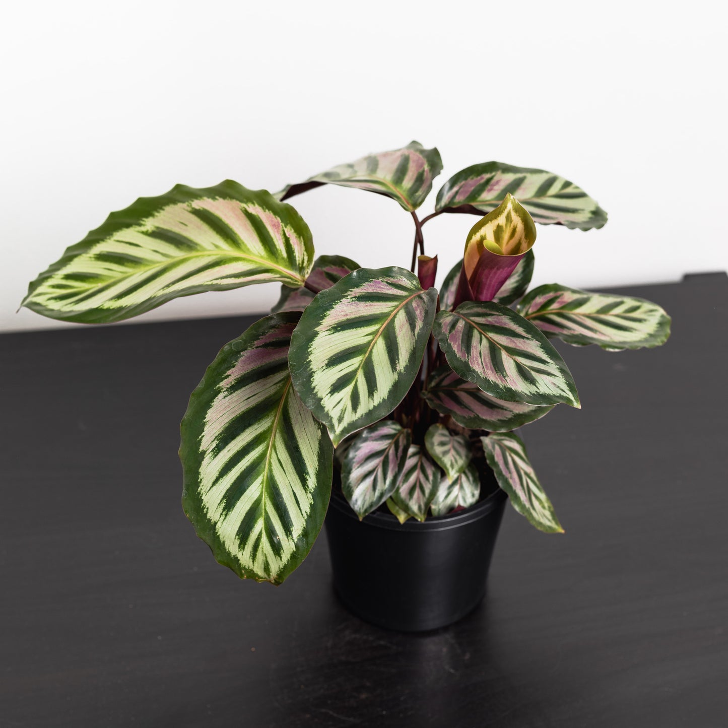 Calathea Roseopicta, (130mm Pot Size)