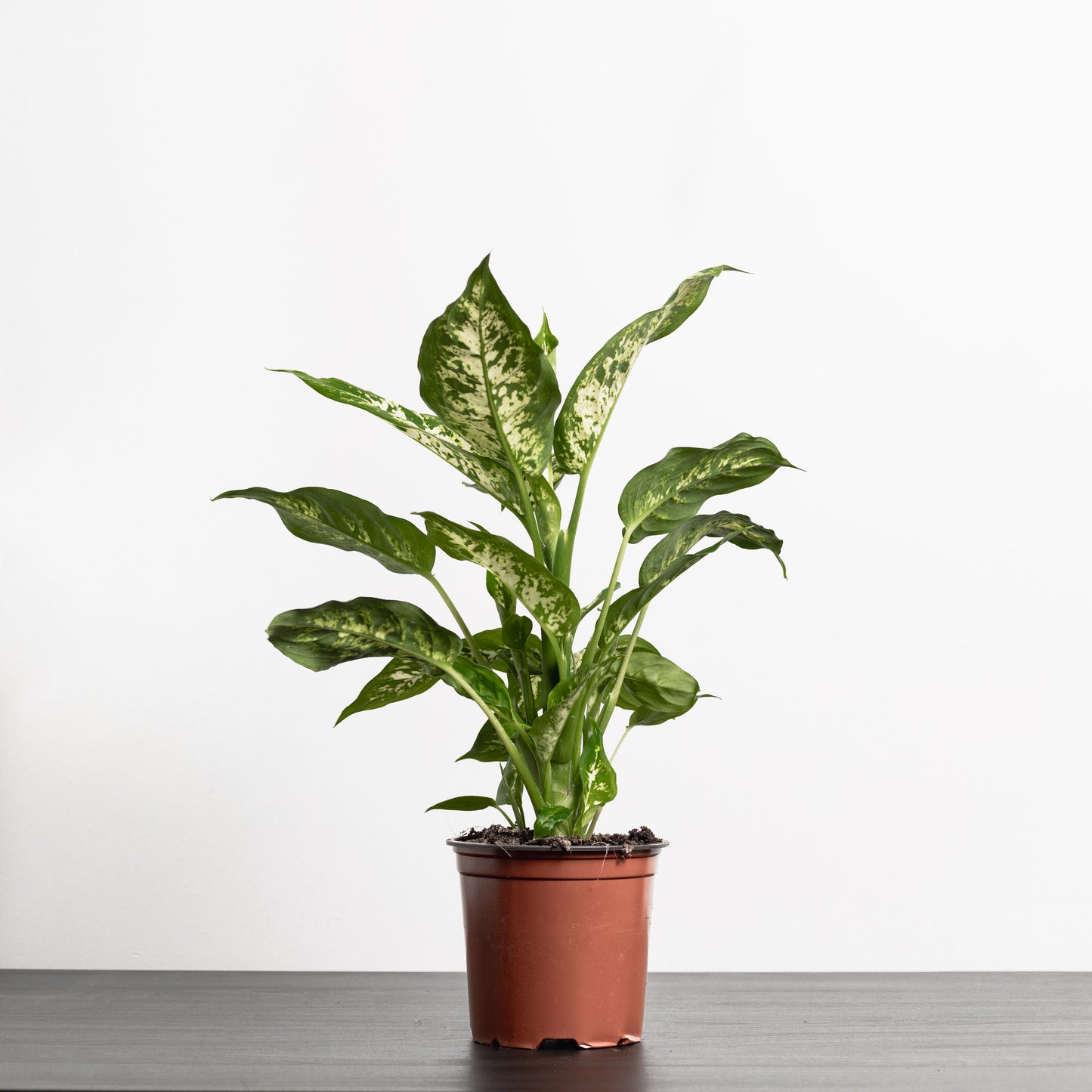 Dieffenbachia Camo (140mm Pot Size)
