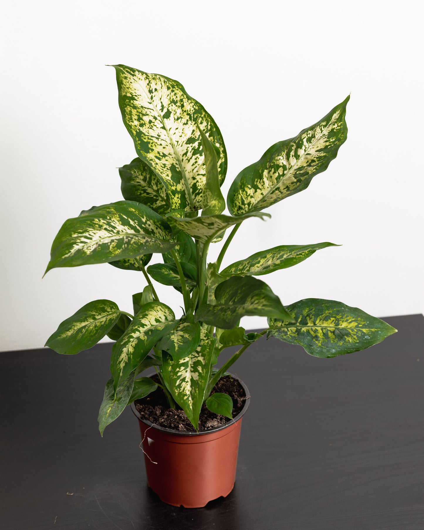Dieffenbachia Camo (140mm Pot Size)