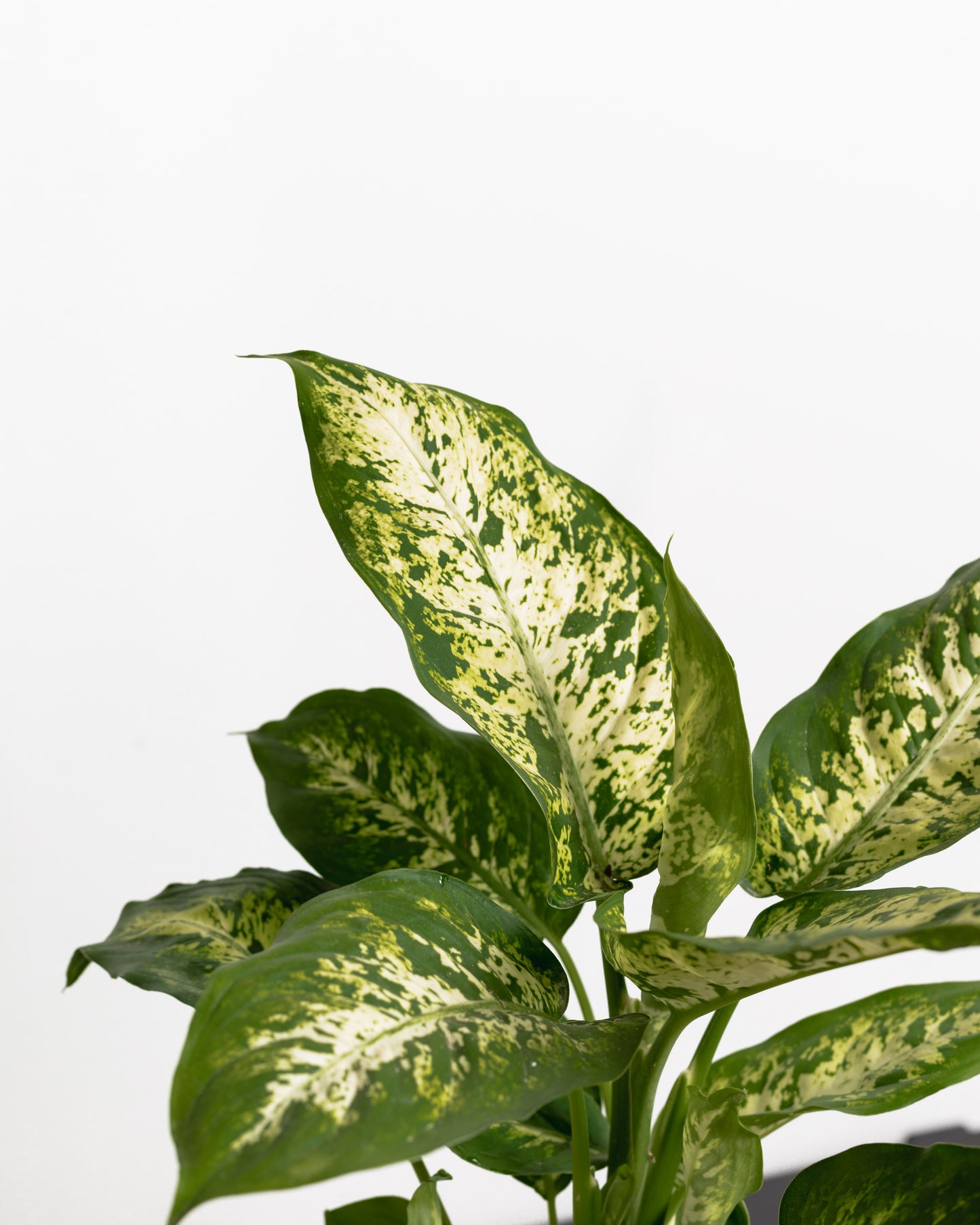 Dieffenbachia Camo (140mm Pot Size)