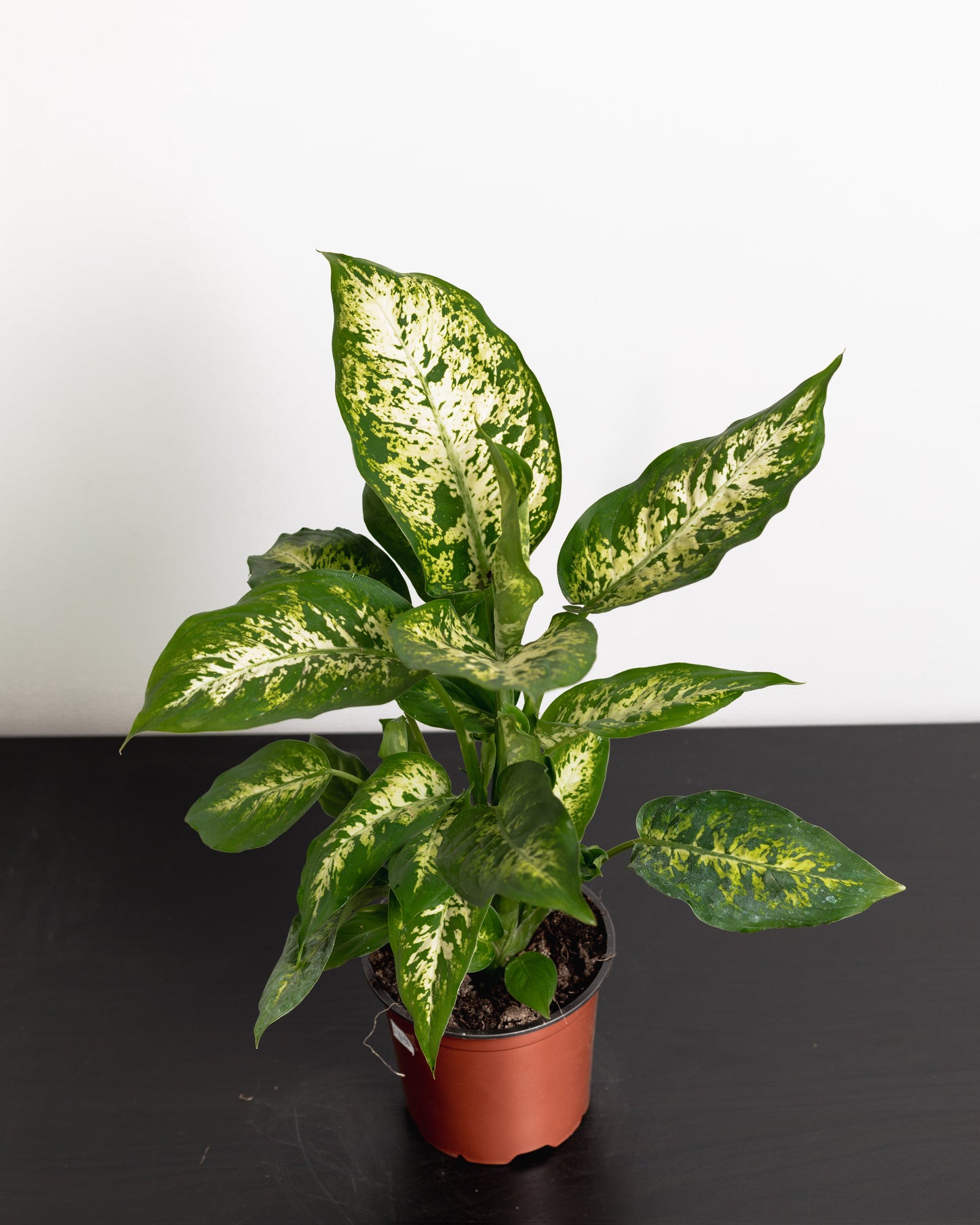 Dieffenbachia Camo (140mm Pot Size)