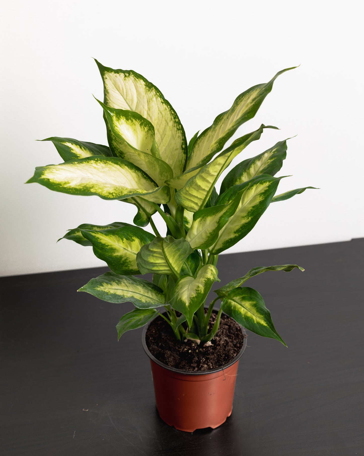 Dieffenbachia (140mm pot size)