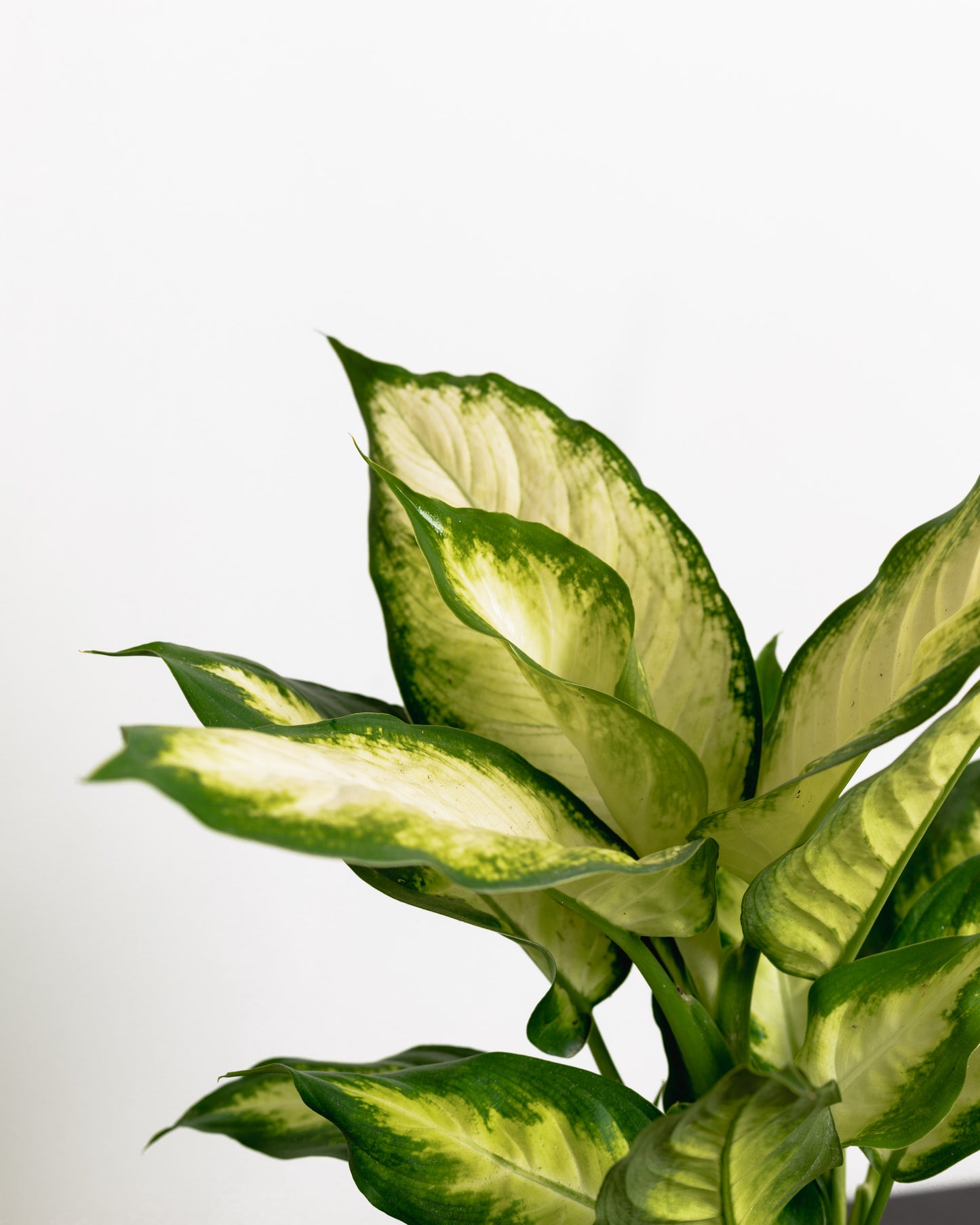 Dieffenbachia (140mm pot size)