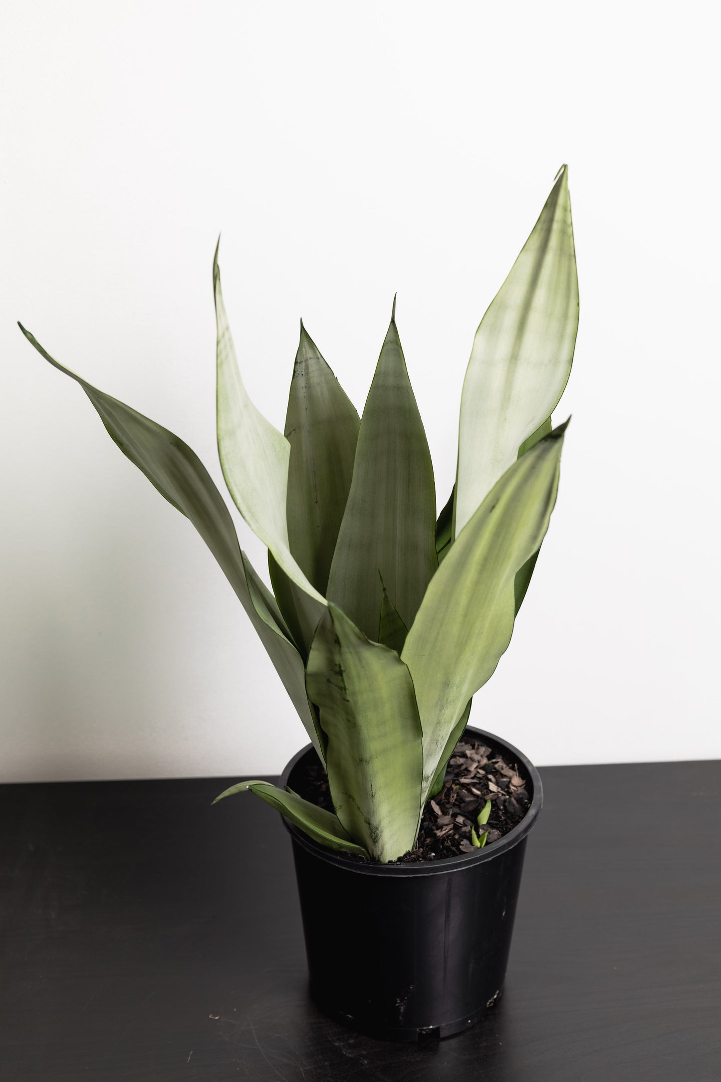 Sansevieria, Silver swords (200mm Pot size