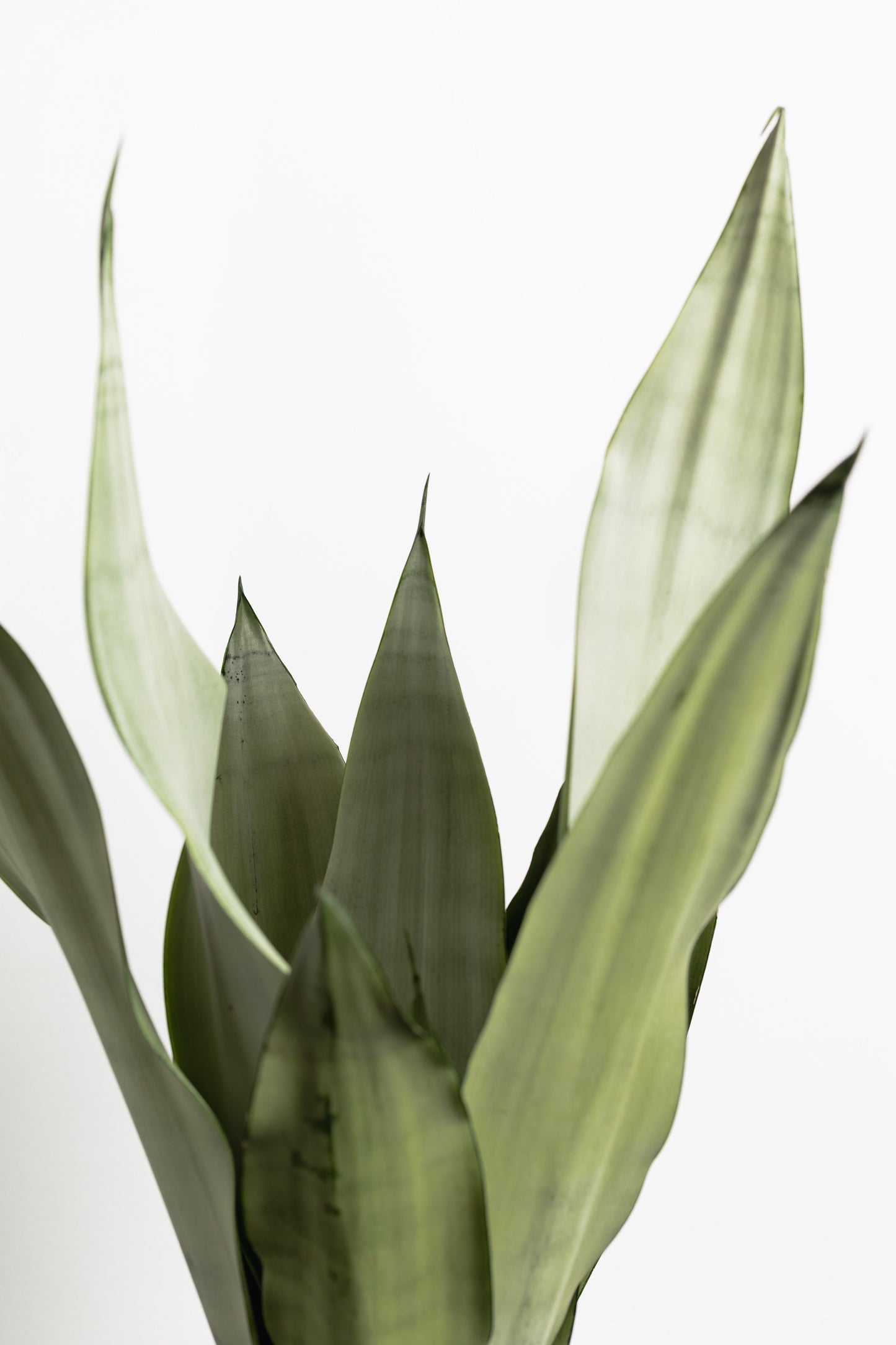 Sansevieria, Silver swords (200mm Pot size