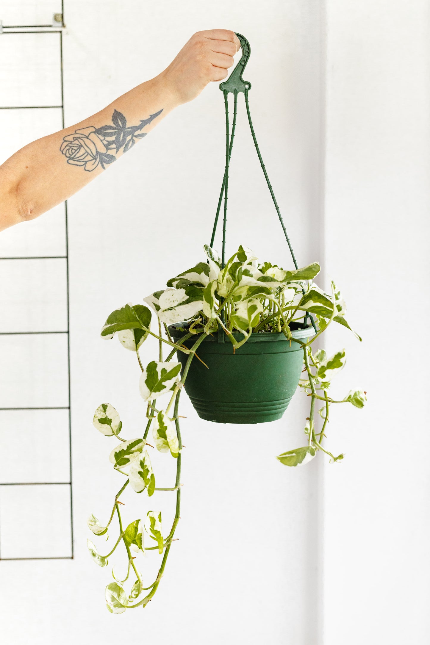 Pothos Snow Queen (200mm Pot Size)