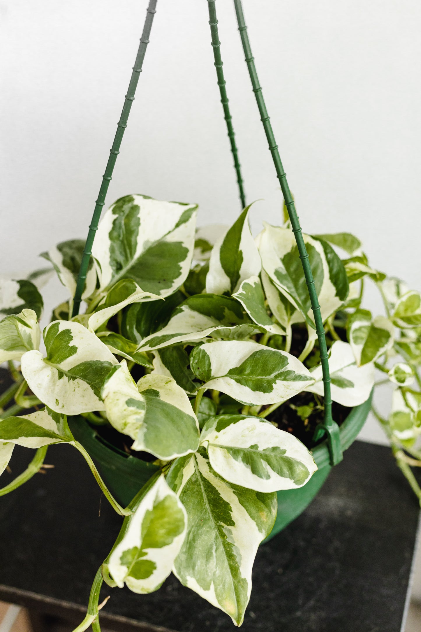 Pothos Snow Queen (200mm Pot Size)