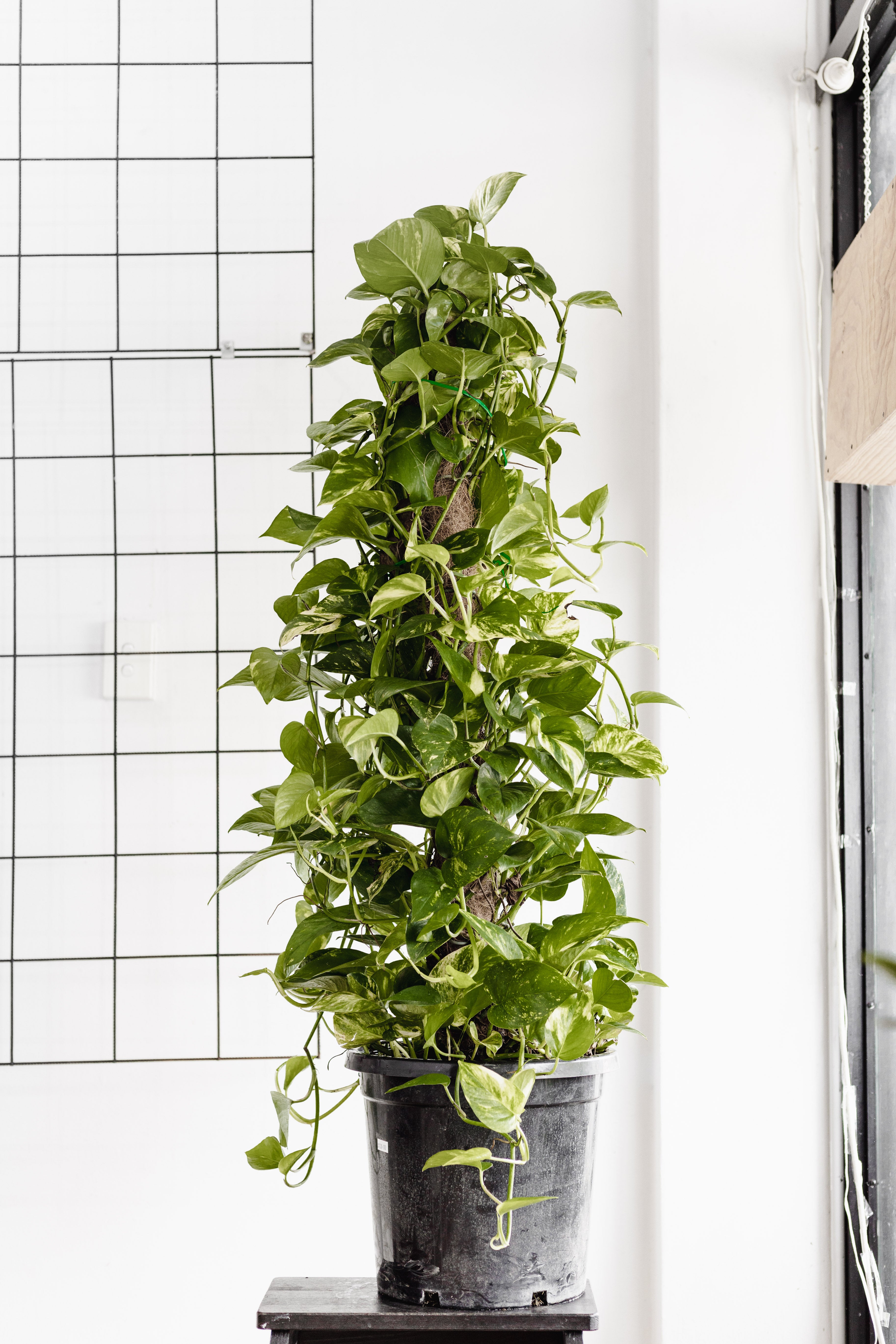totk pothos Pothos Totem Pole (300mm Pot Size) – Little Fox Lane