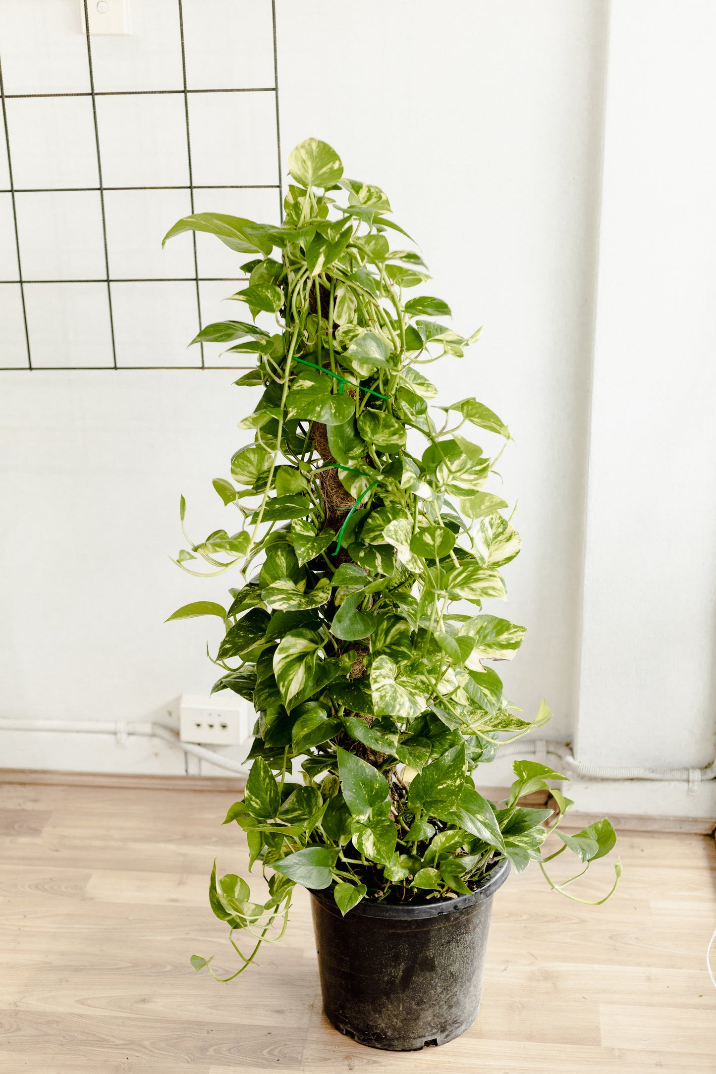 Pothos Totem Pole (300mm Pot Size)