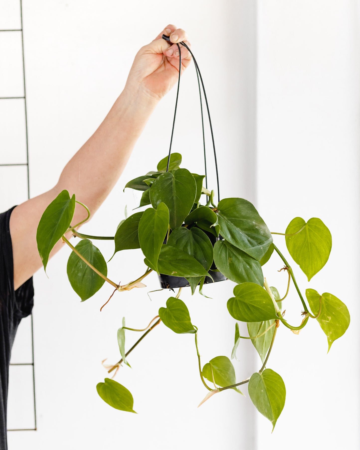 Philodendron Cordatum (hanging pot, 180mm pot)